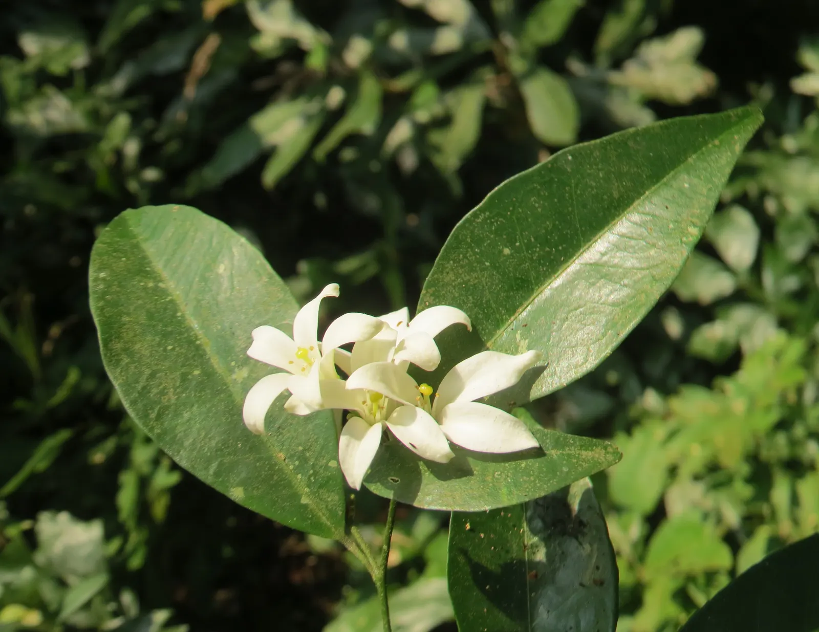 Orange Jessamine (Murraya Paniculata) — so careful consideration should be taken if pets or children will have access to the area; commonly called, image 97