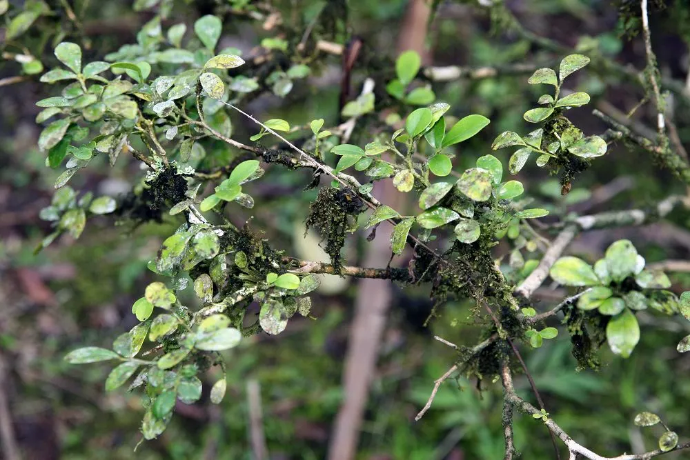Orange Jessamine (Murraya Paniculata) — deep green leaves and fragrant white blossoms resembling orange blossoms; orange-blossom-like fragrance, image 78