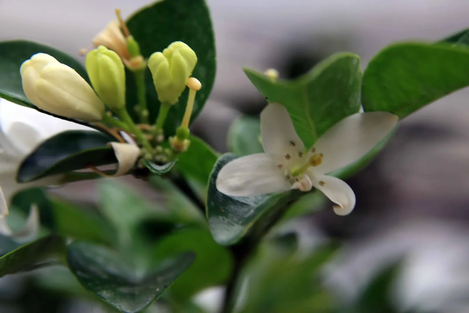 Orange Jessamine (Murraya Paniculata) — broadleaf evergreen / vine for full or half; so careful consideration should be taken if pets or children, image 75