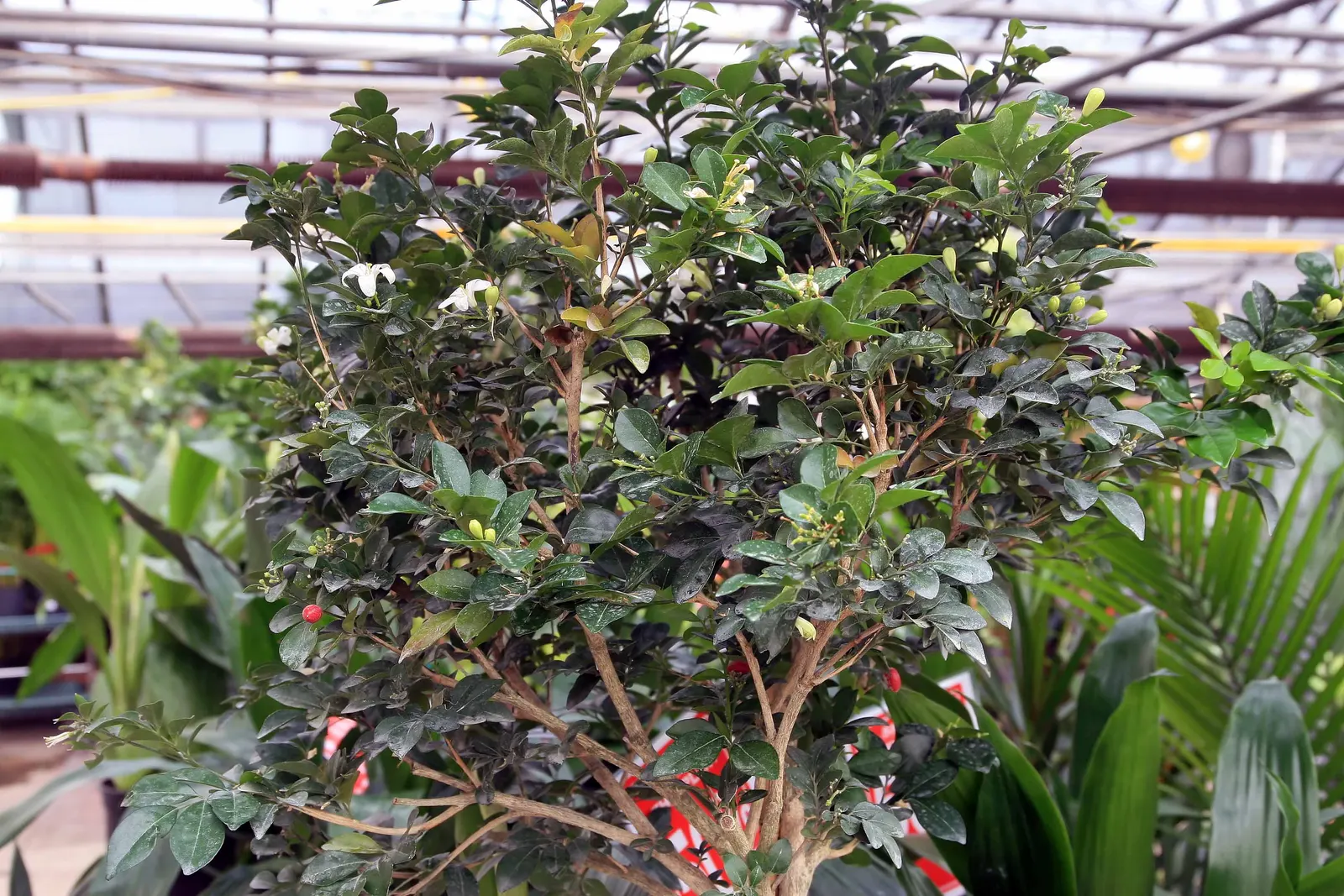 Orange Jessamine (Murraya Paniculata) — For optimal growth, it should be planted in well-drained soil with moderate moisture; thereby adding to the