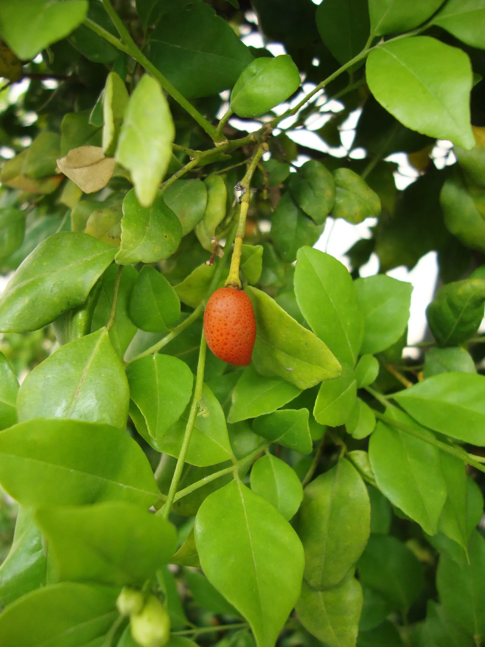 Orange Jessamine (Murraya Paniculata) — Pruning can be performed to maintain desired shape and size; allowing for design flexibility in various, image 92