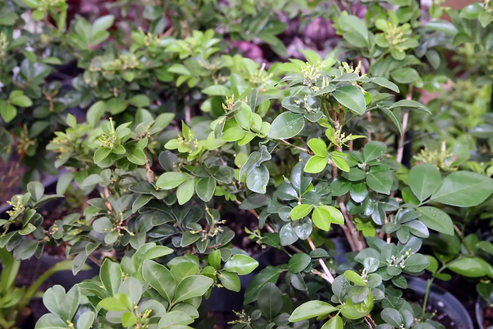 Orange Jessamine (Murraya Paniculata) — a standout evergreen shrub in any ornamental garden; deep green leaves and fragrant white blossoms, image 58