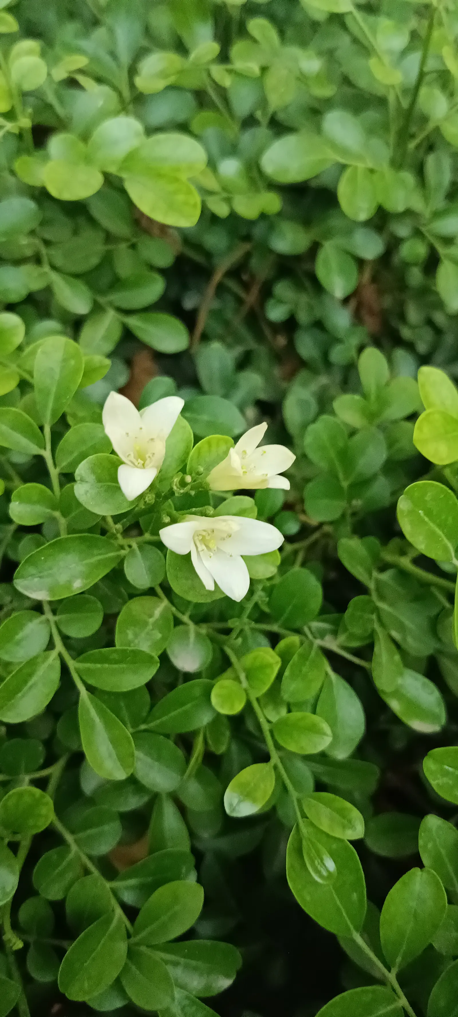 Orange Jessamine (Murraya Paniculata) — Caution is advised as all parts of the plant are toxic if ingested