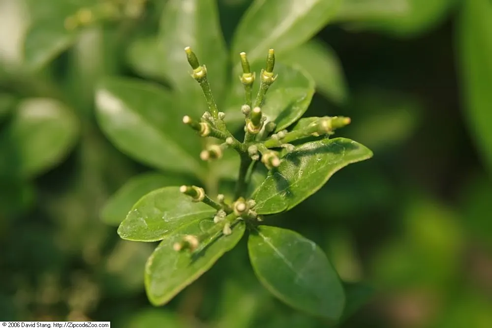 Orange Jessamine (Murraya Paniculata) — with a comparable width of 6 to 8 feet