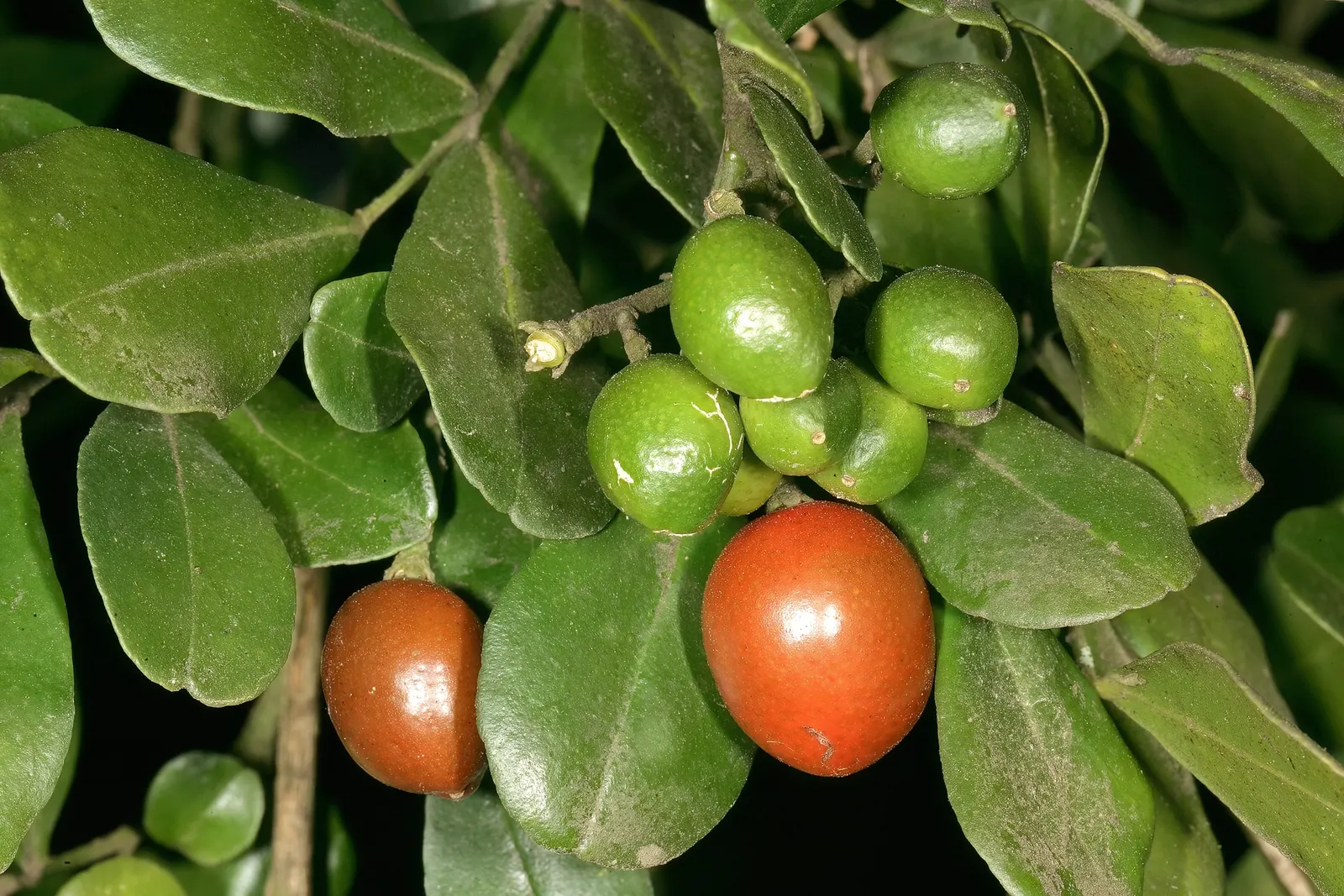 Orange Jessamine (Murraya Paniculata) — For optimal growth, it should be planted in well-drained soil with moderate moisture; thereby adding to the, image 89