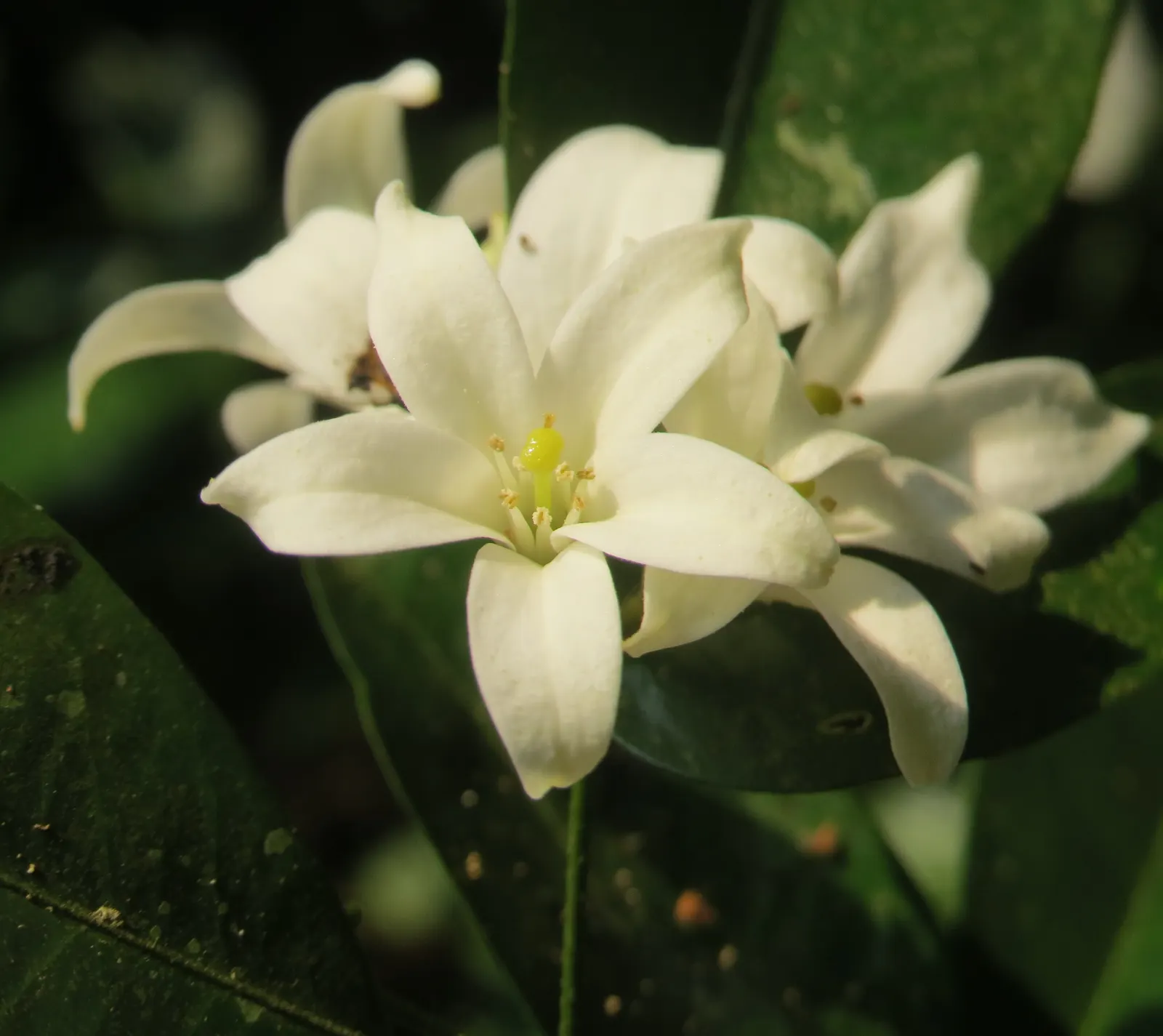 Orange Jessamine (Murraya Paniculata) — Its dense, compact growth habit makes it ideal for hedges or privacy screens; the Orange Jessamine (Murraya paniculata)