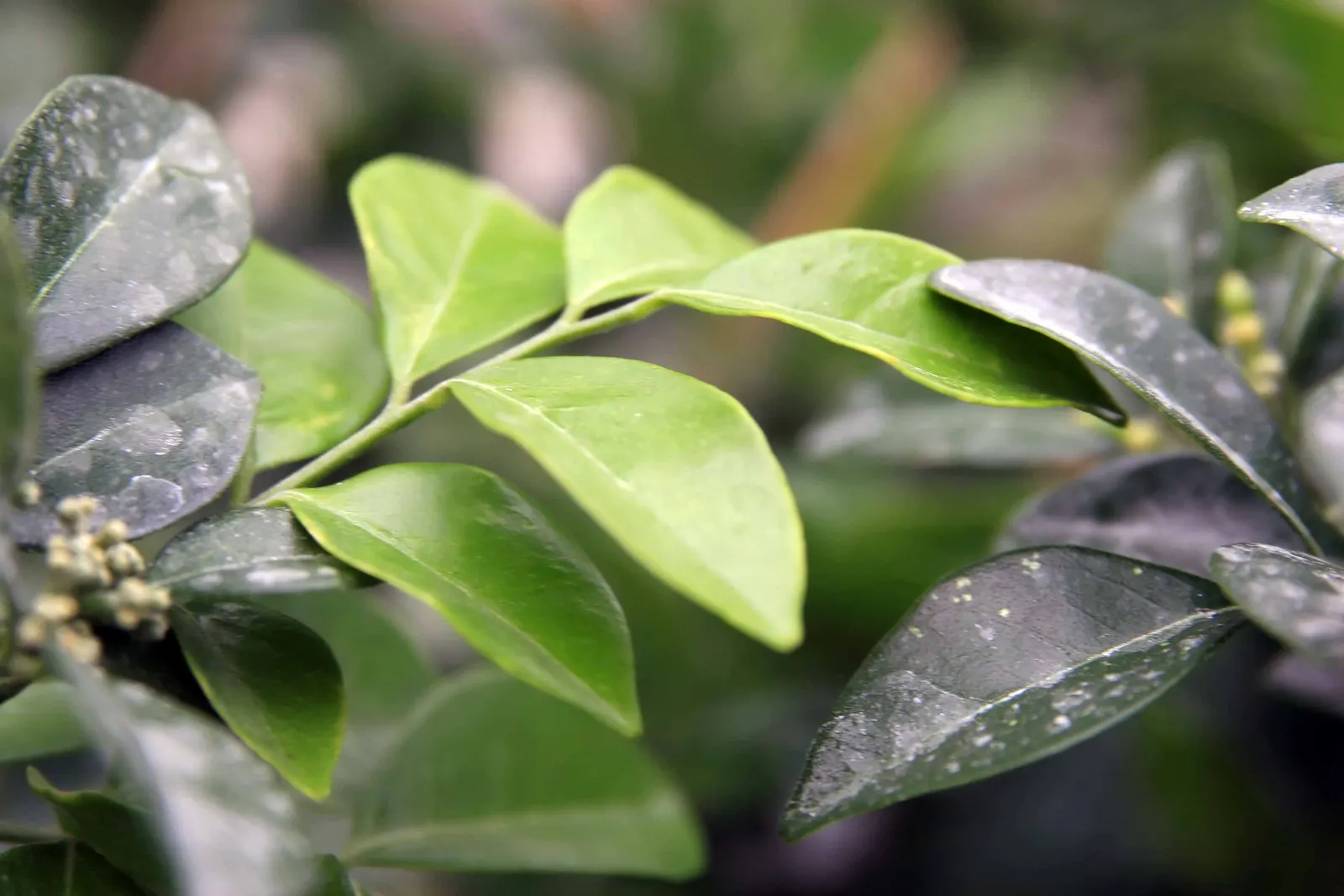 Orange Jessamine (Murraya Paniculata) — Thriving in USDA zones 9-11, it generally reaches 8-12 feet in height and can spread 6-8 feet; broadleaf evergreen /