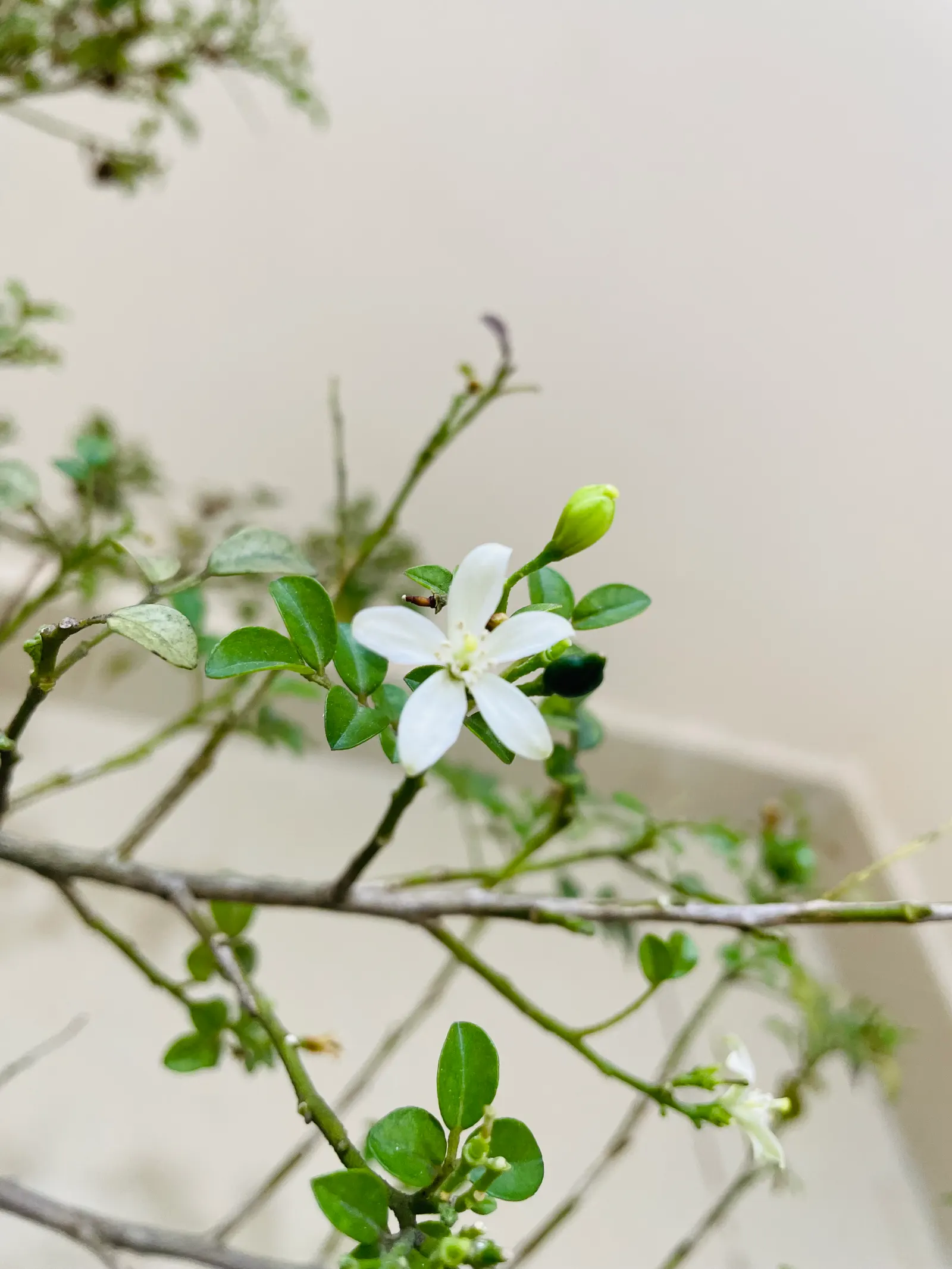 Orange Jessamine (Murraya Paniculata) — deep green leaves and fragrant white blossoms resembling orange blossoms; orange-blossom-like fragrance, image 53