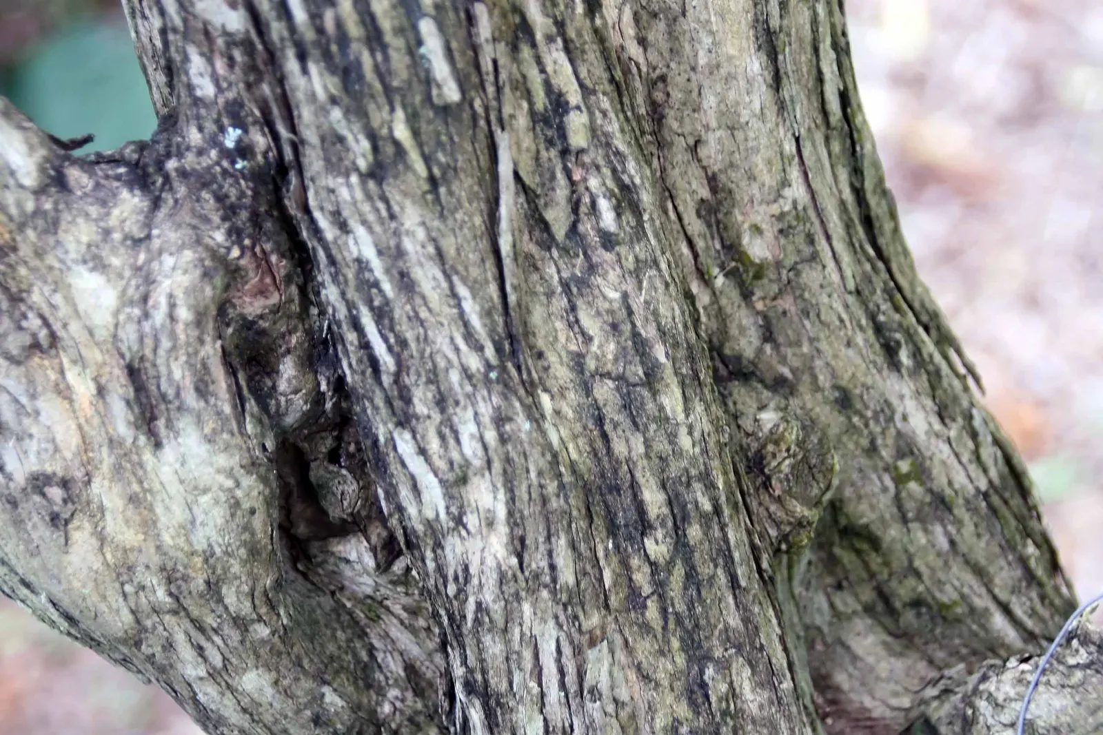 Orange Jessamine (Murraya Paniculata) — broadleaf evergreen / vine for full or half