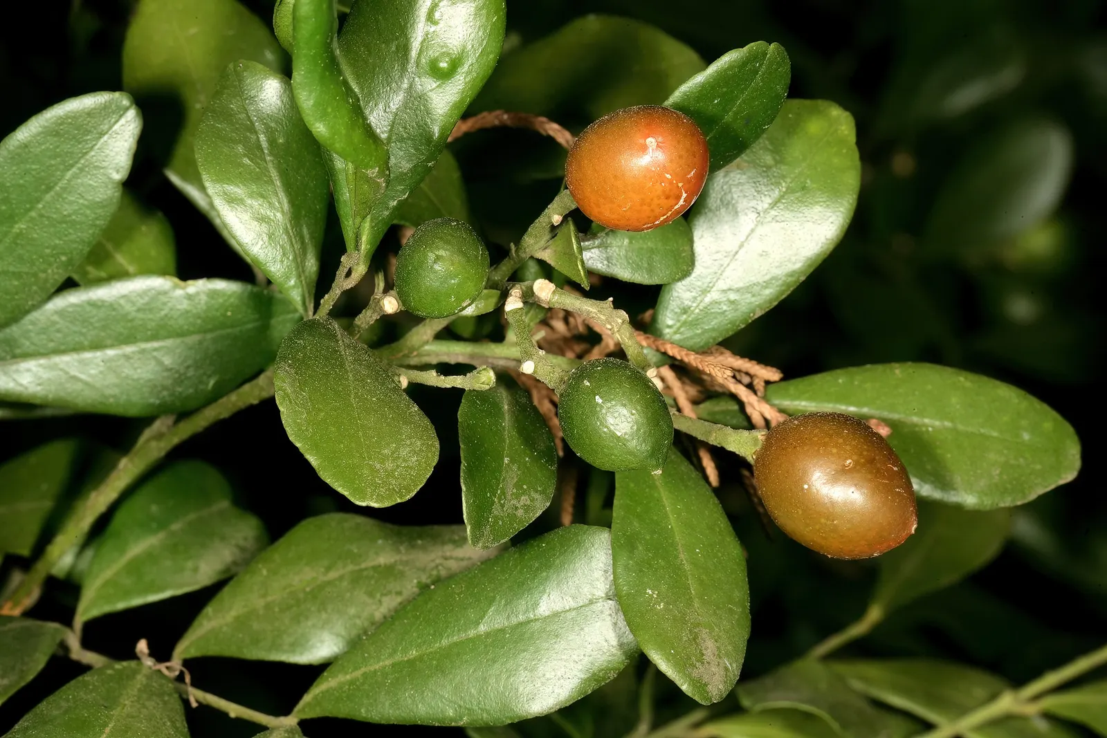 Orange Jessamine (Murraya Paniculata) — orange-blossom-like fragrance when crushed or brushed; yellow flowers in the garden, image 93
