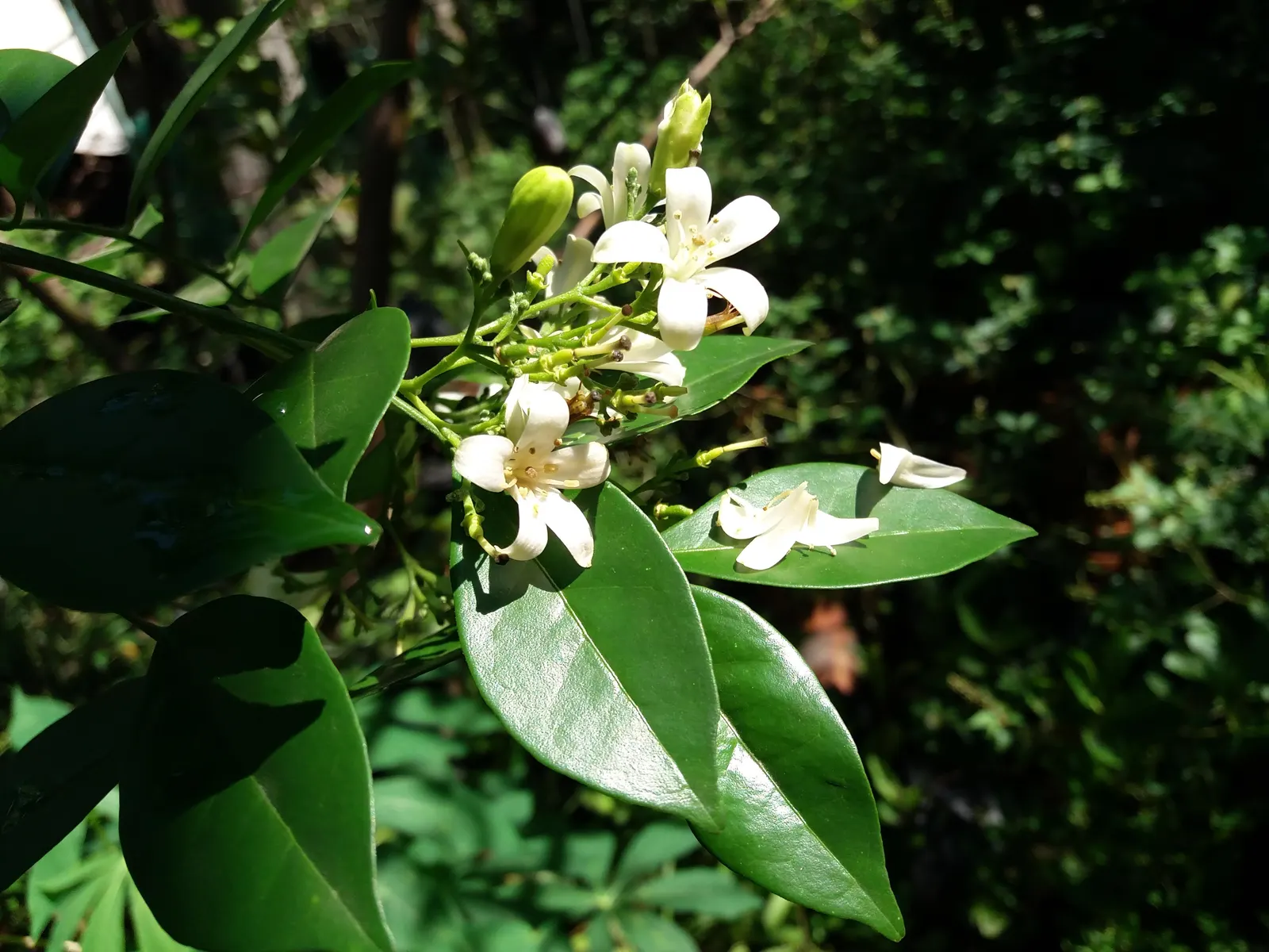 Orange Jessamine (Murraya Paniculata) — deep green leaves and fragrant white blossoms resembling orange blossoms; orange-blossom-like fragrance when crushed or