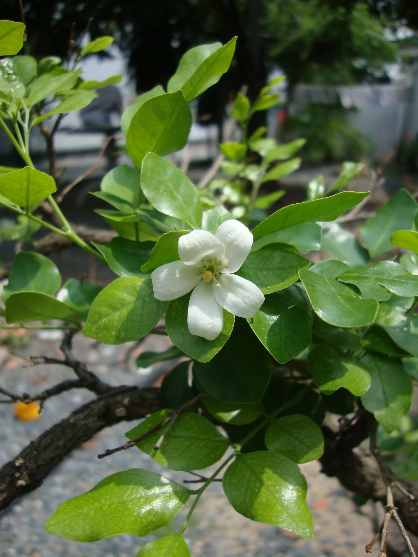 Orange Jessamine (Murraya Paniculata) — which is highly attractive to bees and butterflies; its dense, compact growth habit makes it ideal for, image 94