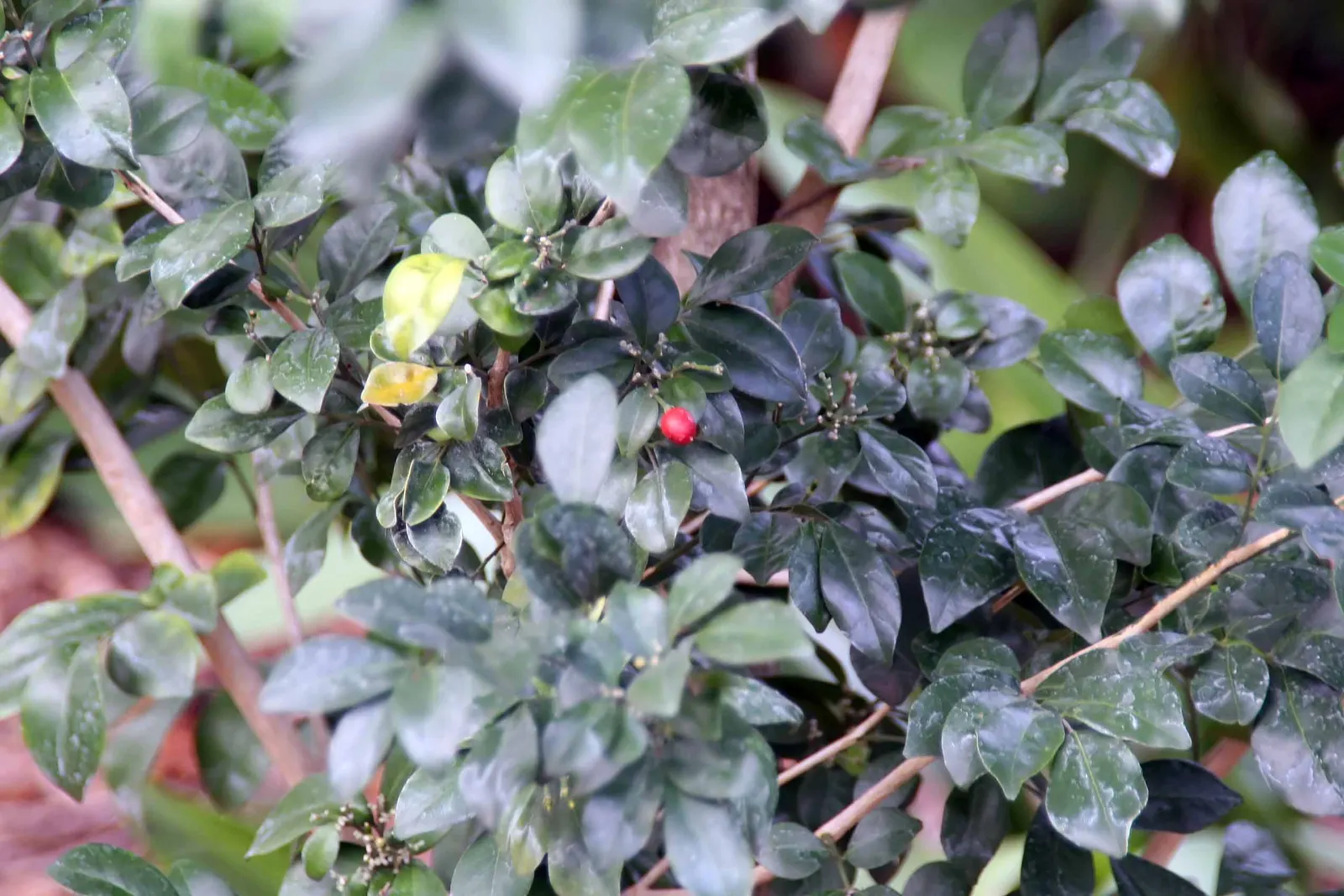 Orange Jessamine (Murraya Paniculata) — or even as a container plant for patios and balconies; is an evergreen shrub renowned for its glossy, image 65