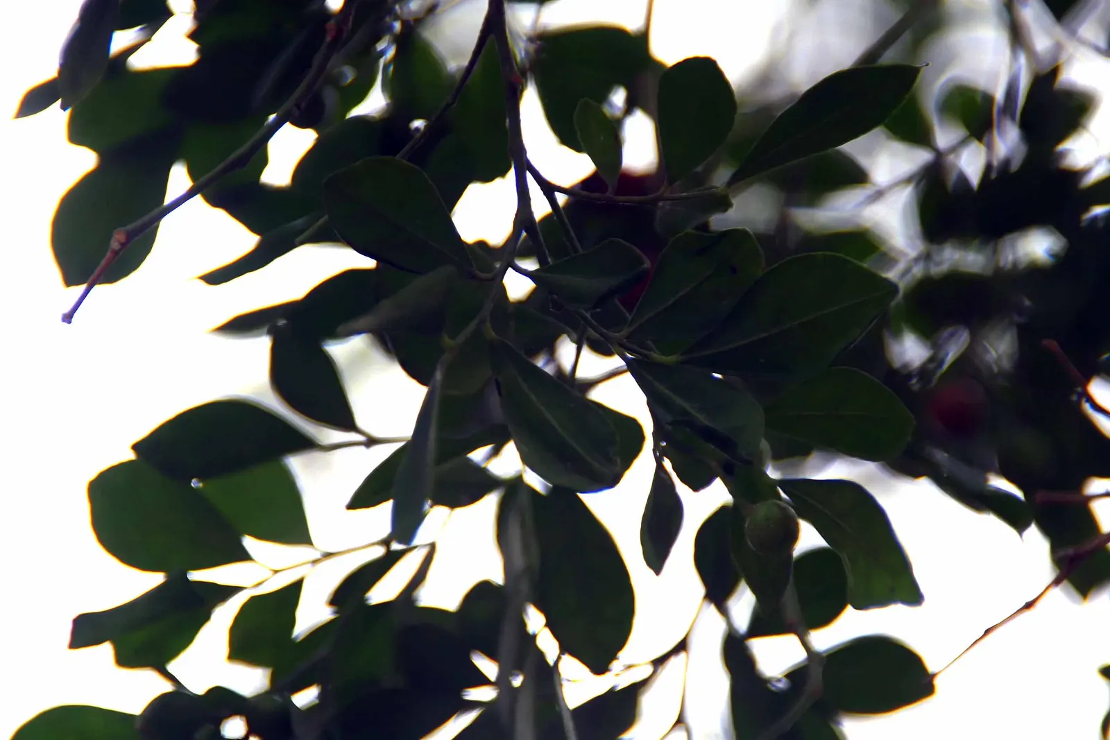 Orange Jessamine (Murraya Paniculata) — broadleaf evergreen / vine with yellow blooms; or even as a container plant for patios and balconies, image 74