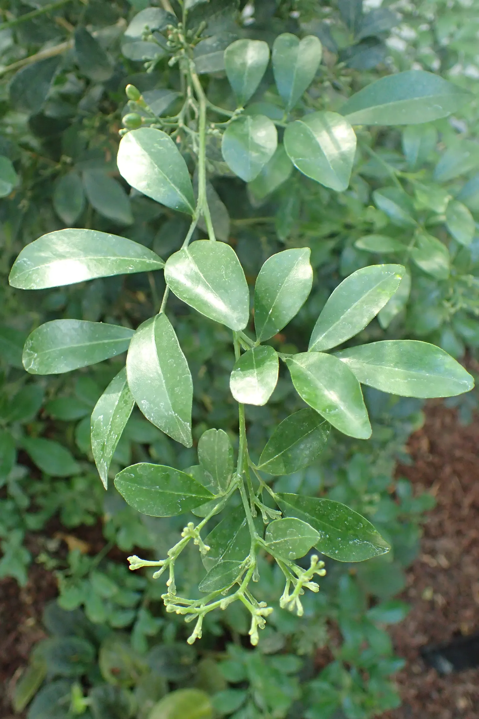 Orange Jessamine (Murraya Paniculata) — Its dense, compact growth habit makes it ideal for hedges or privacy screens; the Orange Jessamine (Murraya, image 55
