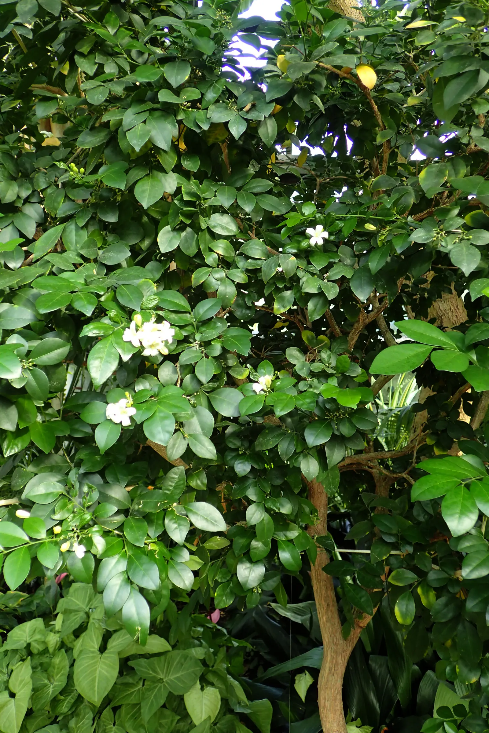 Orange Jessamine (Murraya Paniculata) — so careful consideration should be taken if pets or children will have access to the area