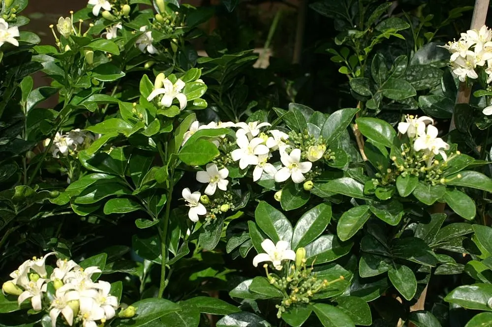 Orange Jessamine (Murraya Paniculata) — with a comparable width of 6 to 8 feet; broadleaf evergreen / vine with yellow blooms, image 61