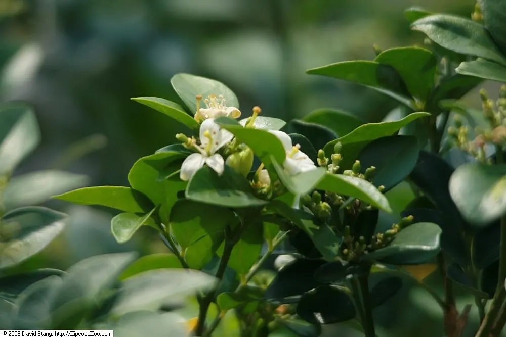Orange Jessamine (Murraya Paniculata) — yellow flowers in the garden; a standout evergreen shrub in any ornamental garden, image 98