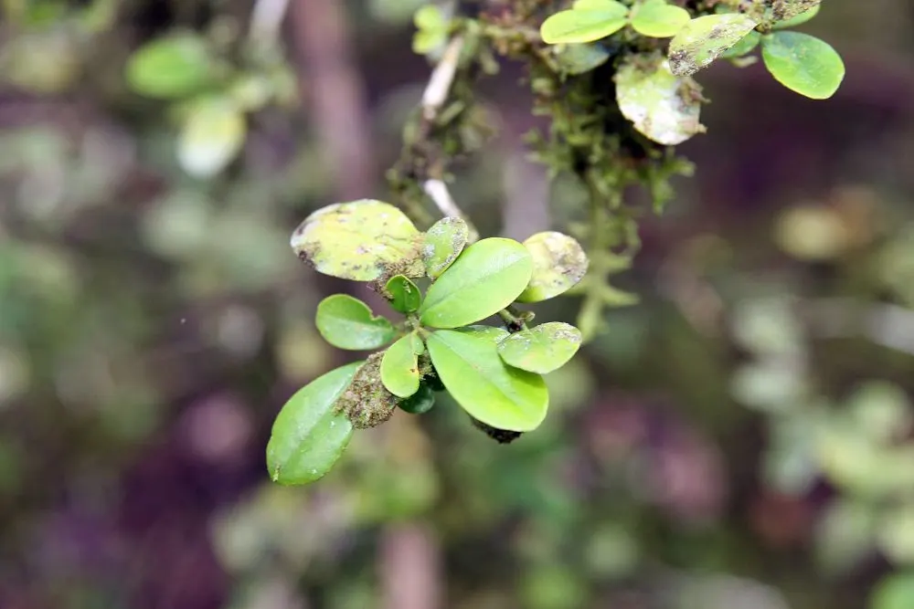 Orange Jessamine (Murraya Paniculata) — is an evergreen shrub renowned for its glossy; with a comparable width of 6 to 8 feet, image 102