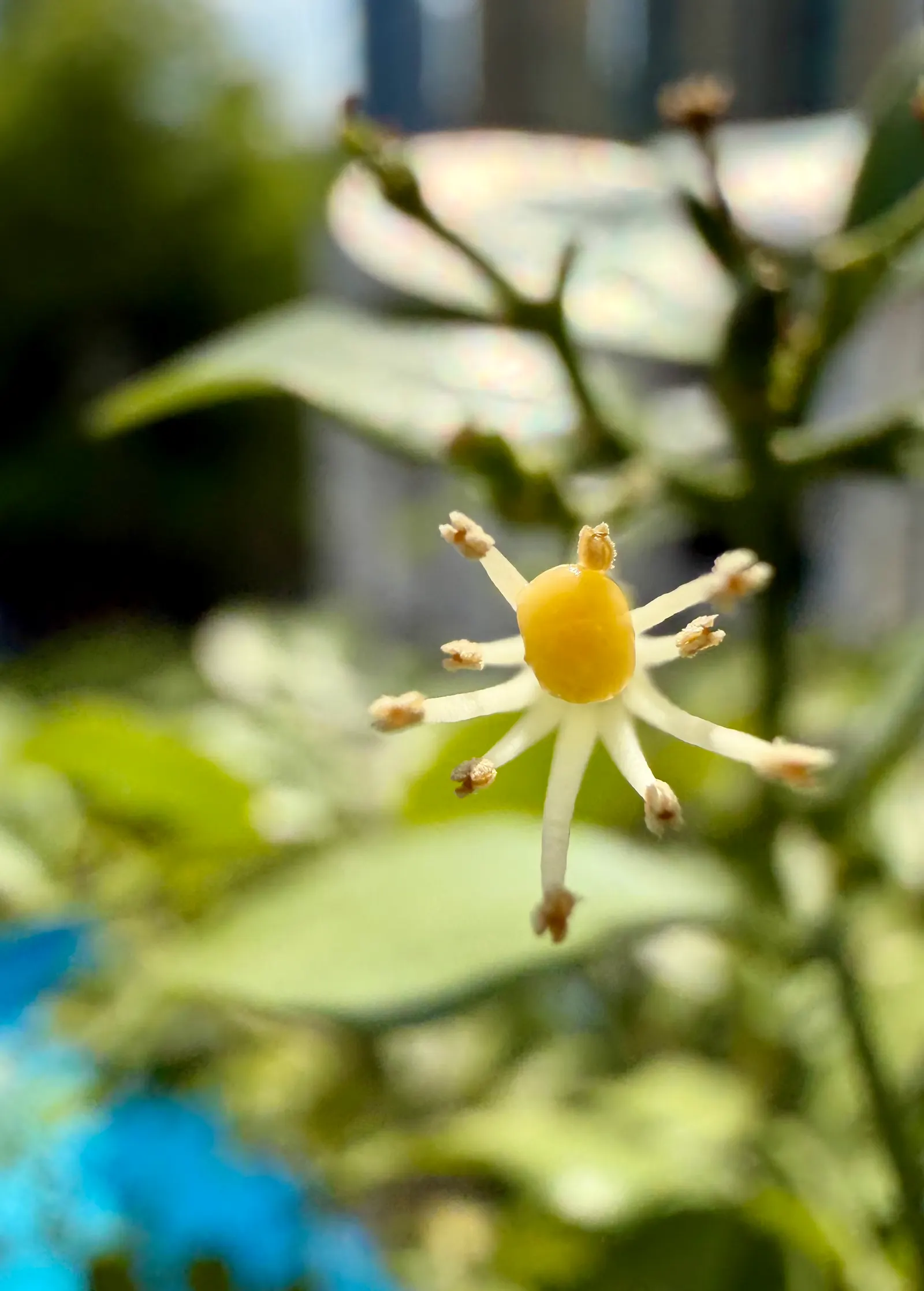 Orange Jessamine (Murraya Paniculata) — Thriving in USDA zones 9-11, it generally reaches 8-12 feet in height and can spread 6-8 feet; broadleaf, image 54