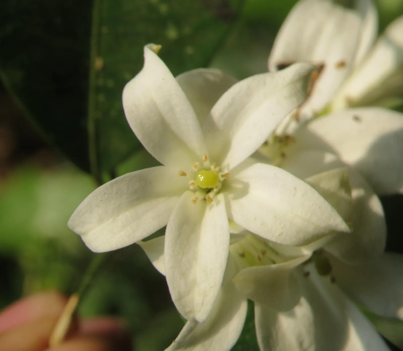Orange Jessamine (Murraya Paniculata) — also commonly referred to as Mock Orange or Lakeview Jasmine; pruning can be performed to maintain desired, image 60