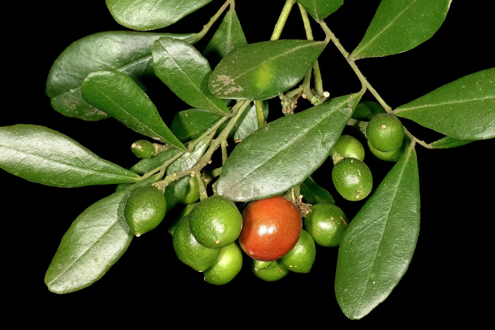 Orange Jessamine (Murraya Paniculata) — deep green leaves and fragrant white blossoms resembling orange blossoms; orange-blossom-like fragrance, image 103