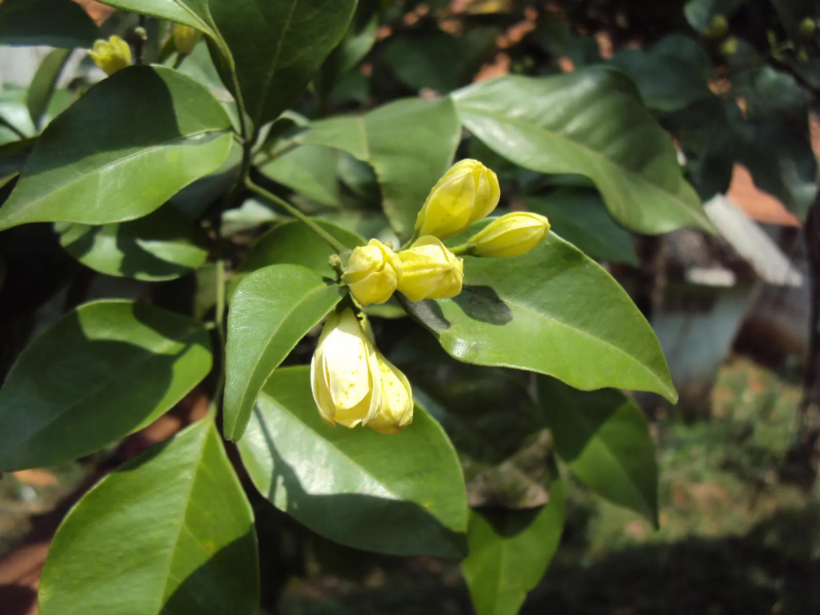 Orange Jessamine (Murraya Paniculata) — also commonly referred to as Mock Orange or Lakeview Jasmine