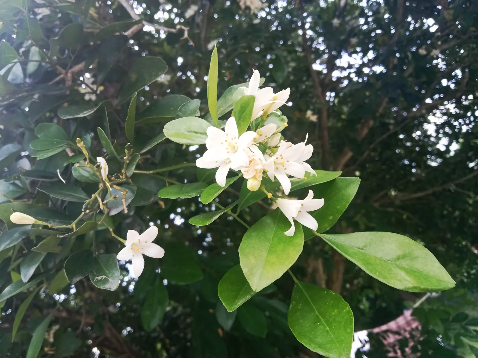 Orange Jessamine (Murraya Paniculata) — so careful consideration should be taken if pets or children will have access to the area; commonly called Orange