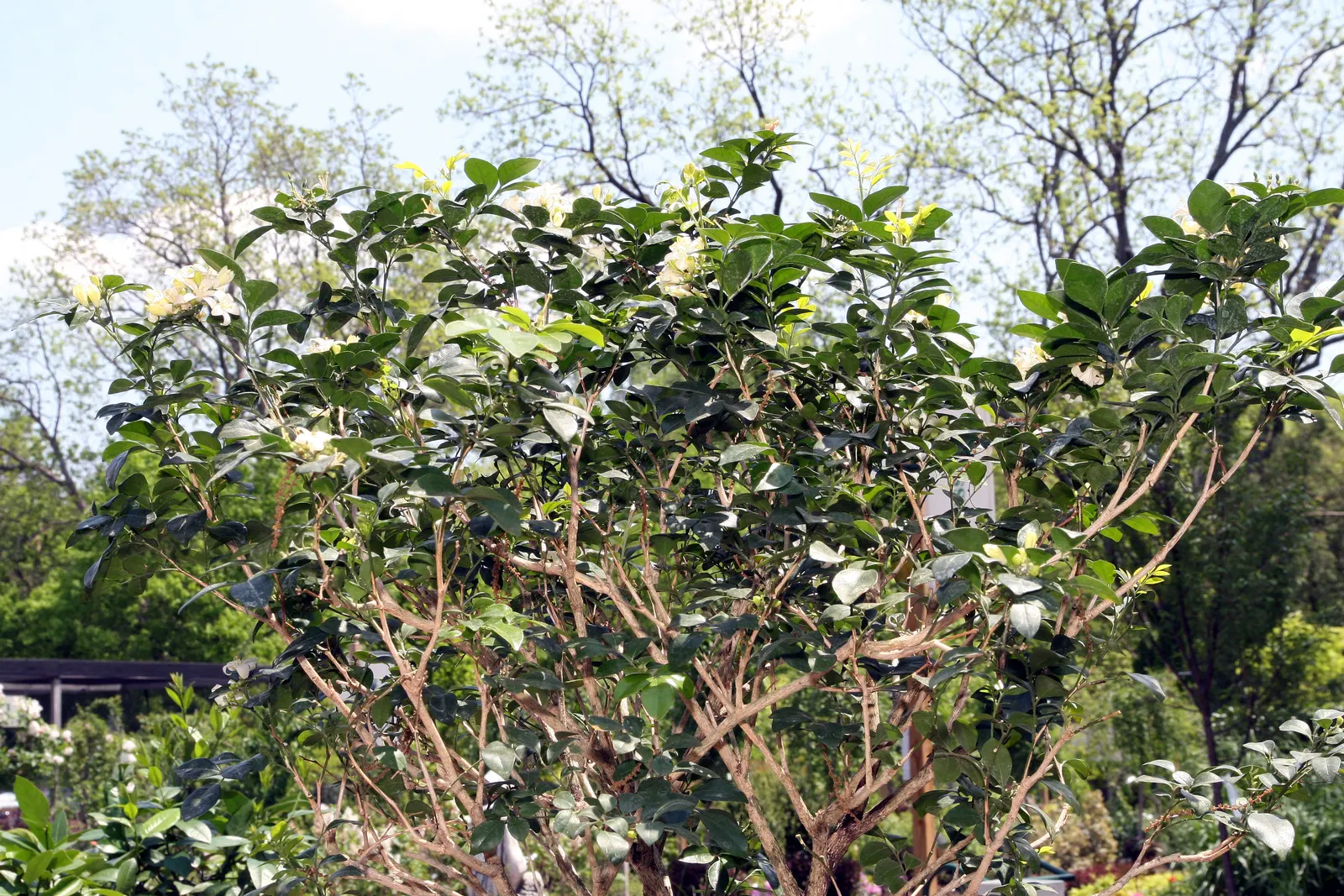 Orange Jessamine (Murraya Paniculata) — orange-blossom-like fragrance when crushed or brushed; yellow flowers in the garden