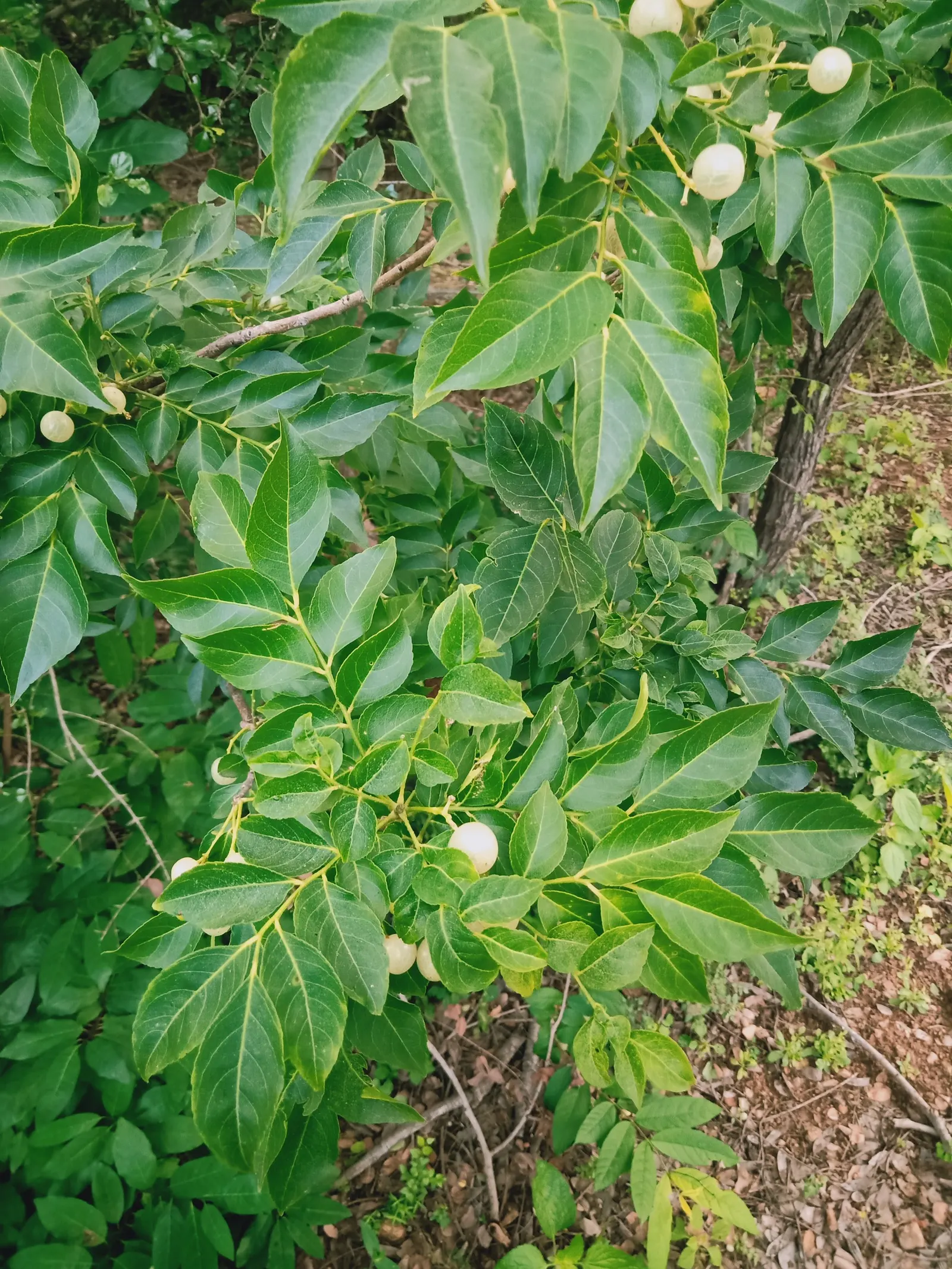 Orange Jessamine (Murraya Paniculata) — or even as a container plant for patios and balconies; is an evergreen shrub renowned for its glossy