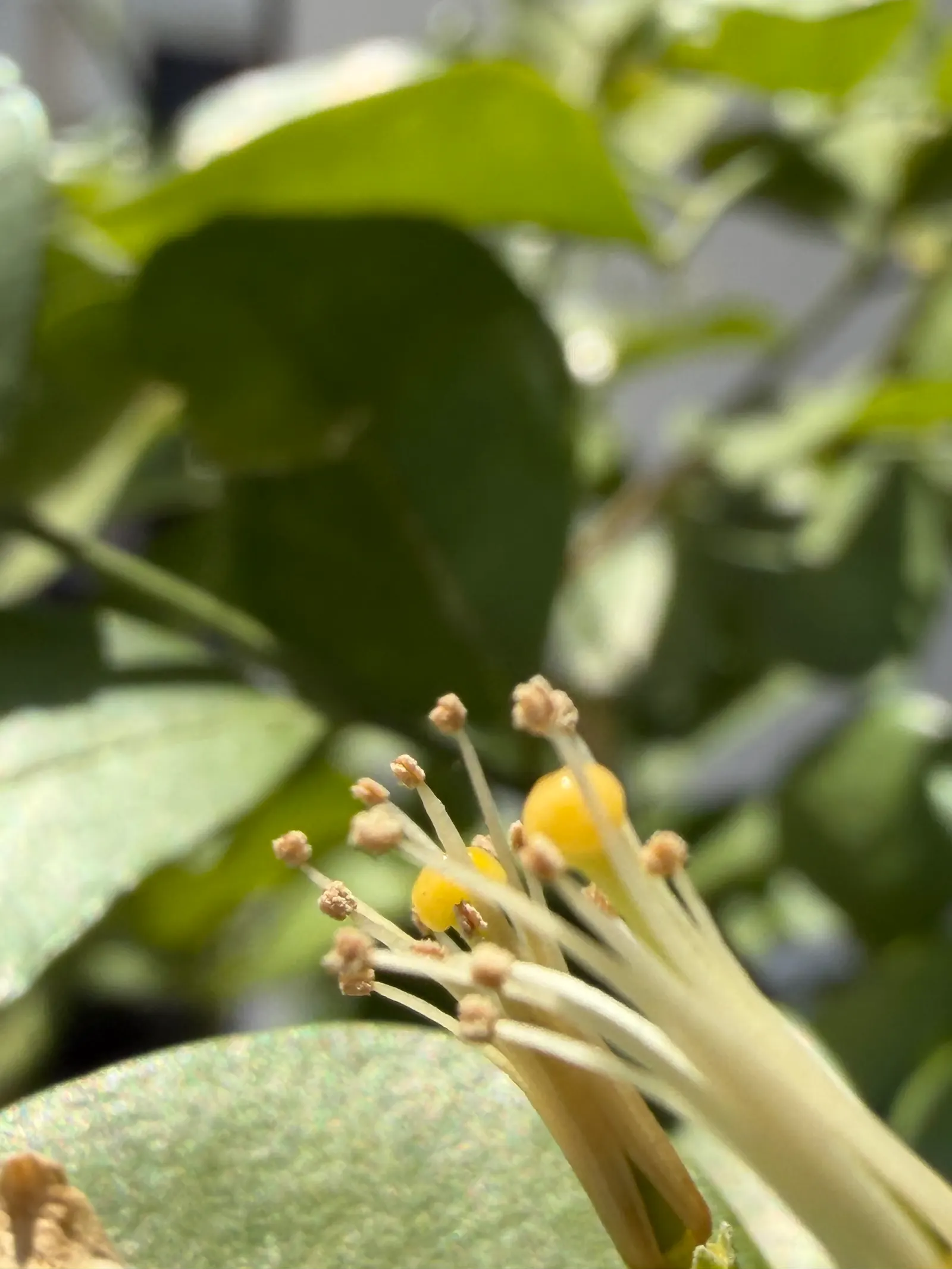 Orange Jessamine (Murraya Paniculata) — the Orange Jessamine creates a dense; full sun to partial shade and well-drained soil are best for optimal health and