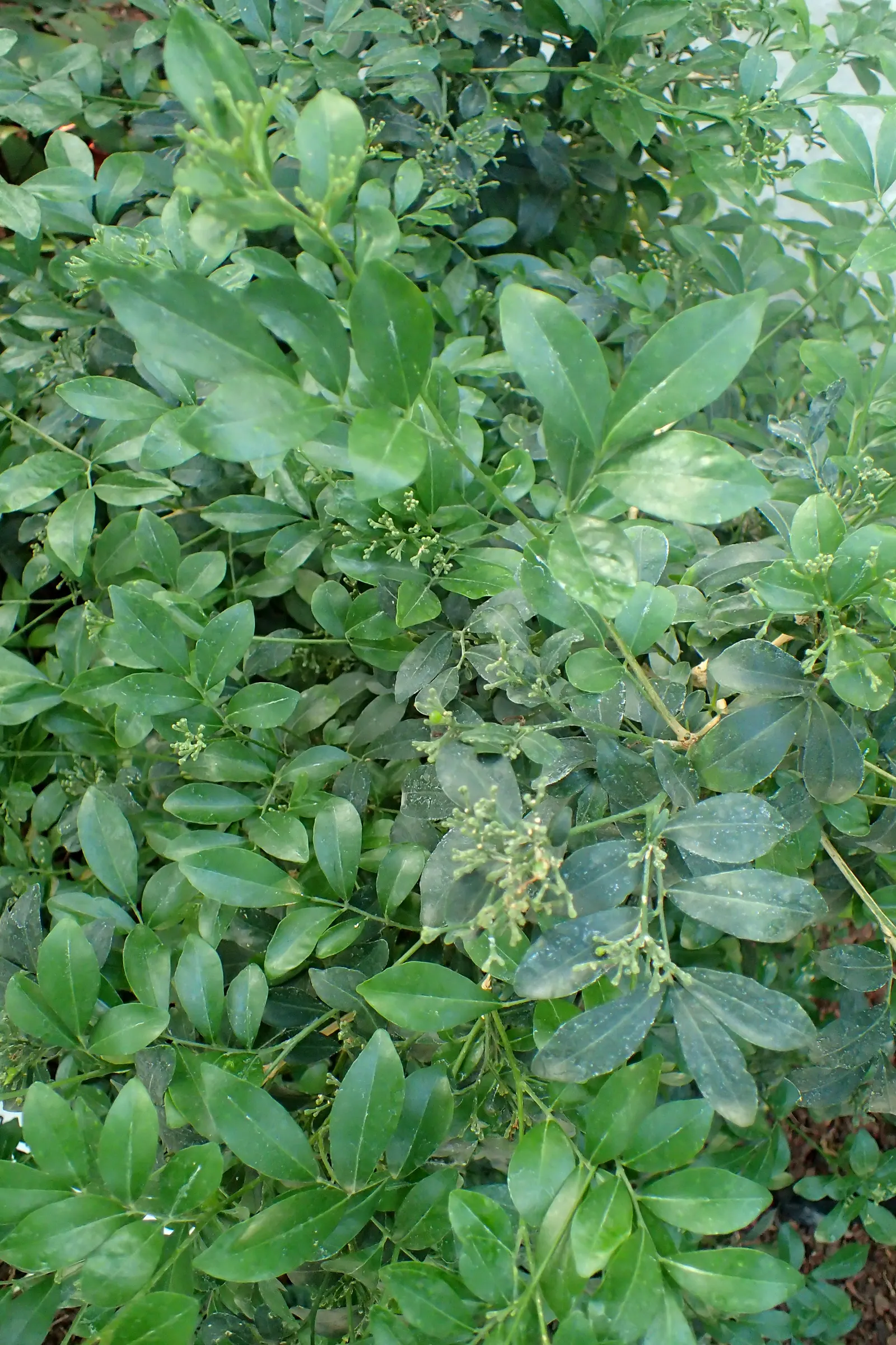 Orange Jessamine (Murraya Paniculata) — glossy foliage and sweetly scented white flowers; also commonly referred to as Mock Orange or Lakeview, image 84