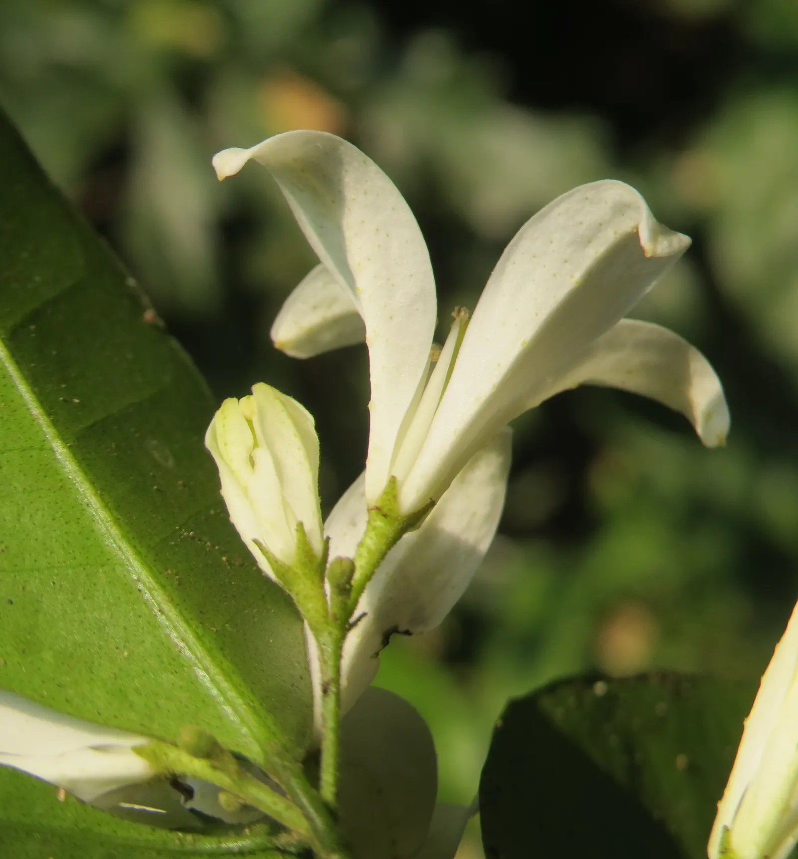 Orange Jessamine (Murraya Paniculata) — thereby adding to the biodiversity of the garden setting; the Orange Jessamine creates a dense, image 70