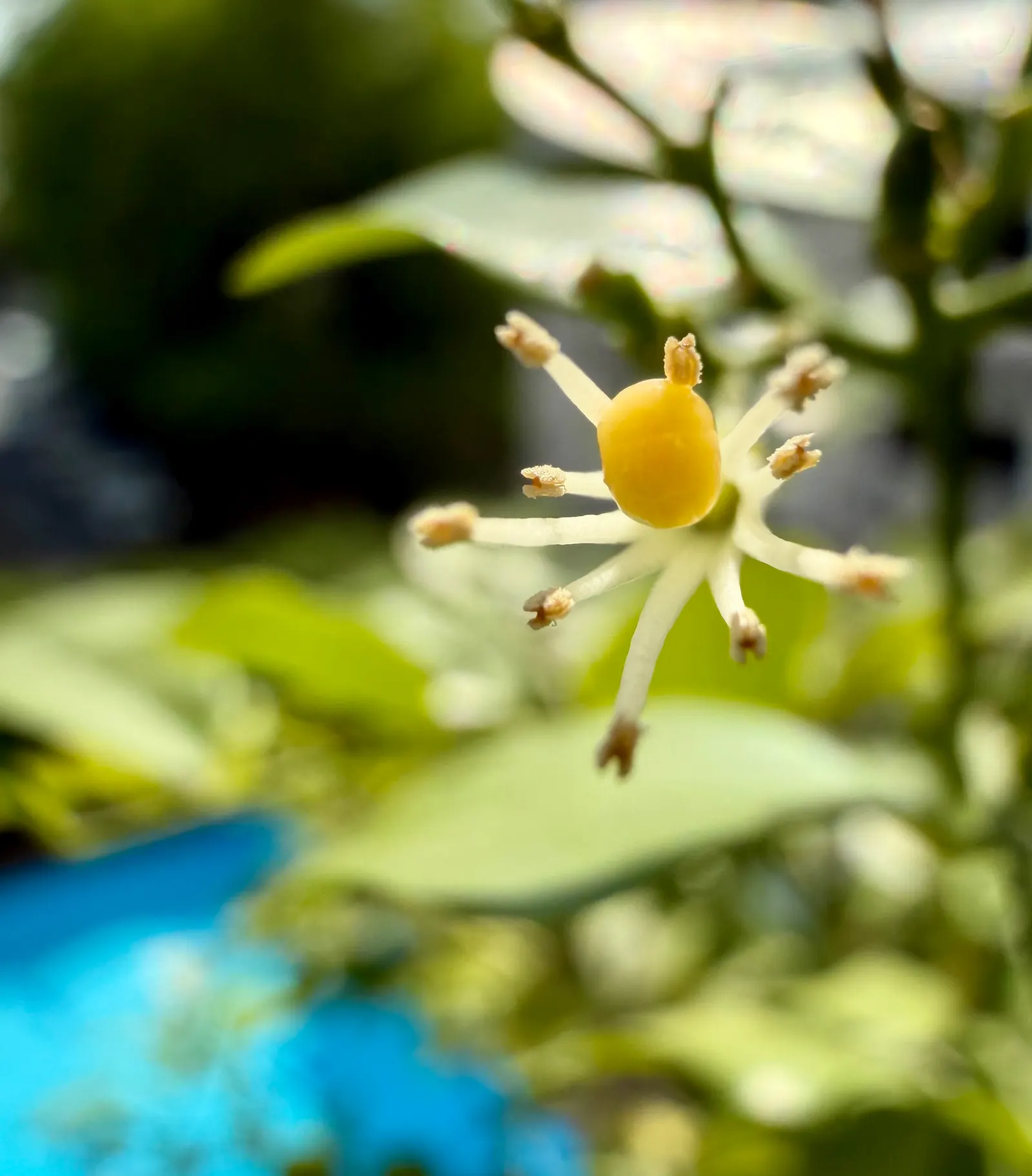 Orange Jessamine (Murraya Paniculata) — broadleaf evergreen / vine with yellow blooms; or even as a container plant for patios and balconies
