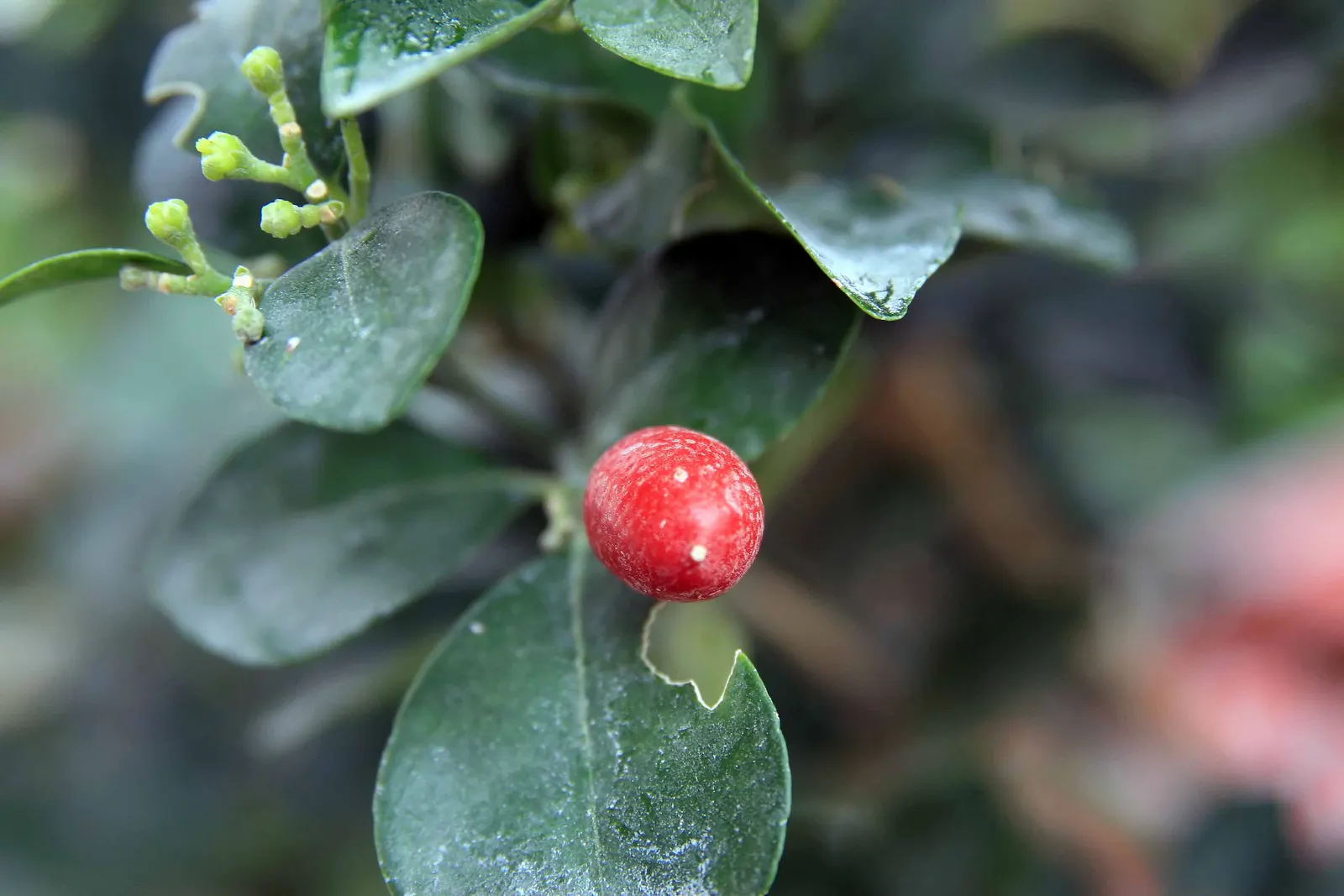 Orange Jessamine (Murraya Paniculata) — or even as a container plant for patios and balconies; is an evergreen shrub renowned for its glossy, image 90