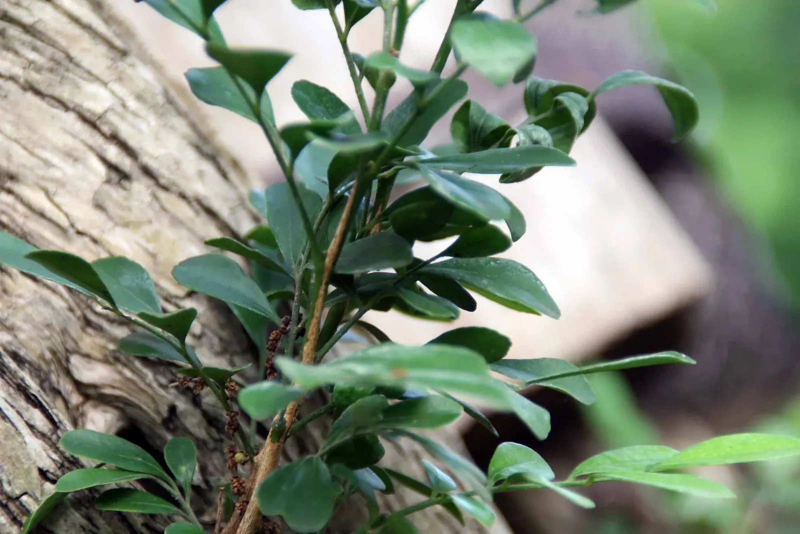 Orange Jessamine (Murraya Paniculata) — glossy foliage and sweetly scented white flowers; also commonly referred to as Mock Orange or Lakeview, image 109