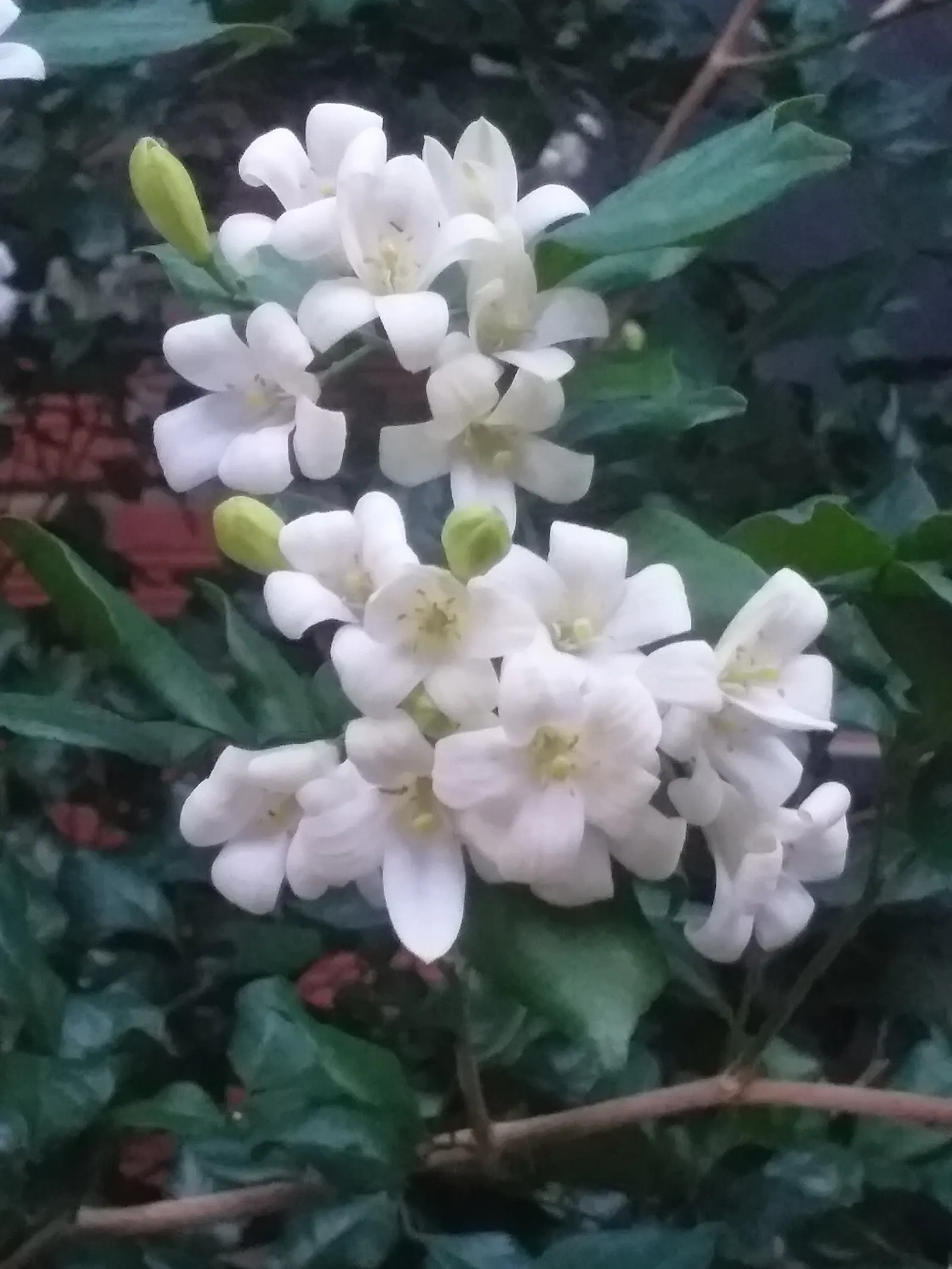 Orange Jessamine (Murraya Paniculata) — yellow flowers in the garden; a standout evergreen shrub in any ornamental garden, image 73