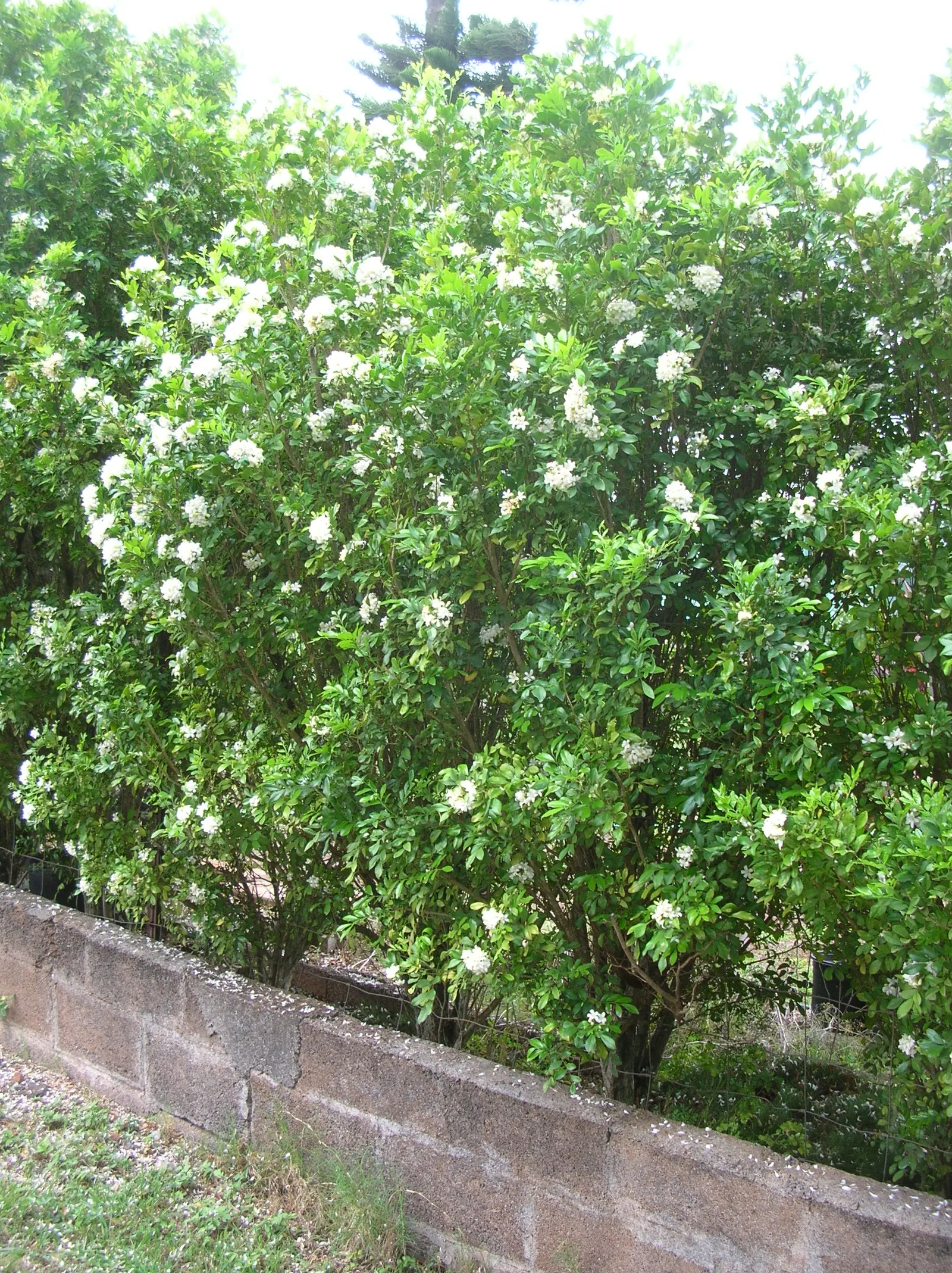 Orange Jessamine (Murraya Paniculata) — allowing for design flexibility in various landscape scenarios; glossy foliage and sweetly scented white, image 91