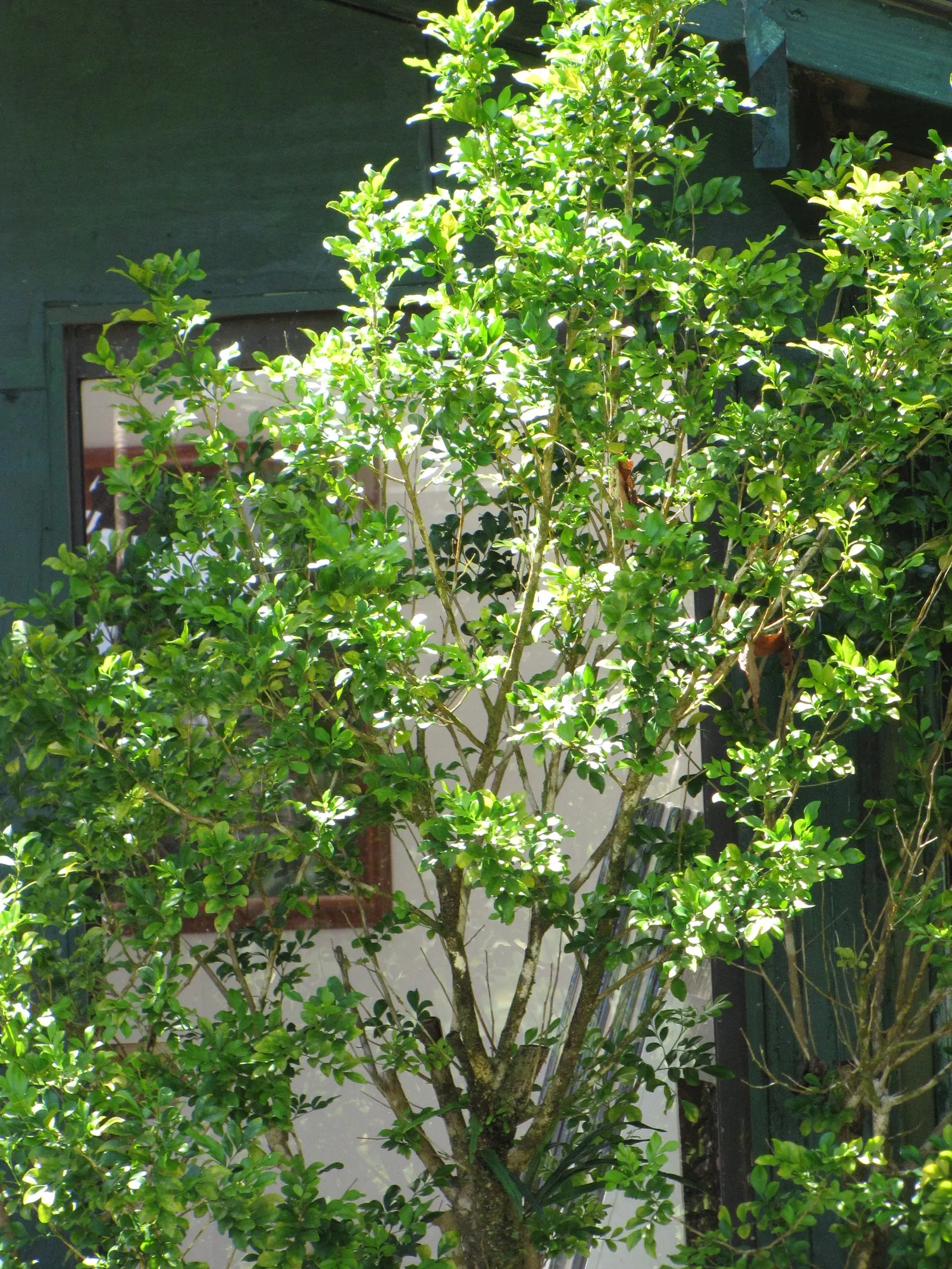 Orange Jessamine (Murraya Paniculata) — Its dense, compact growth habit makes it ideal for hedges or privacy screens; the Orange Jessamine (Murraya, image 105