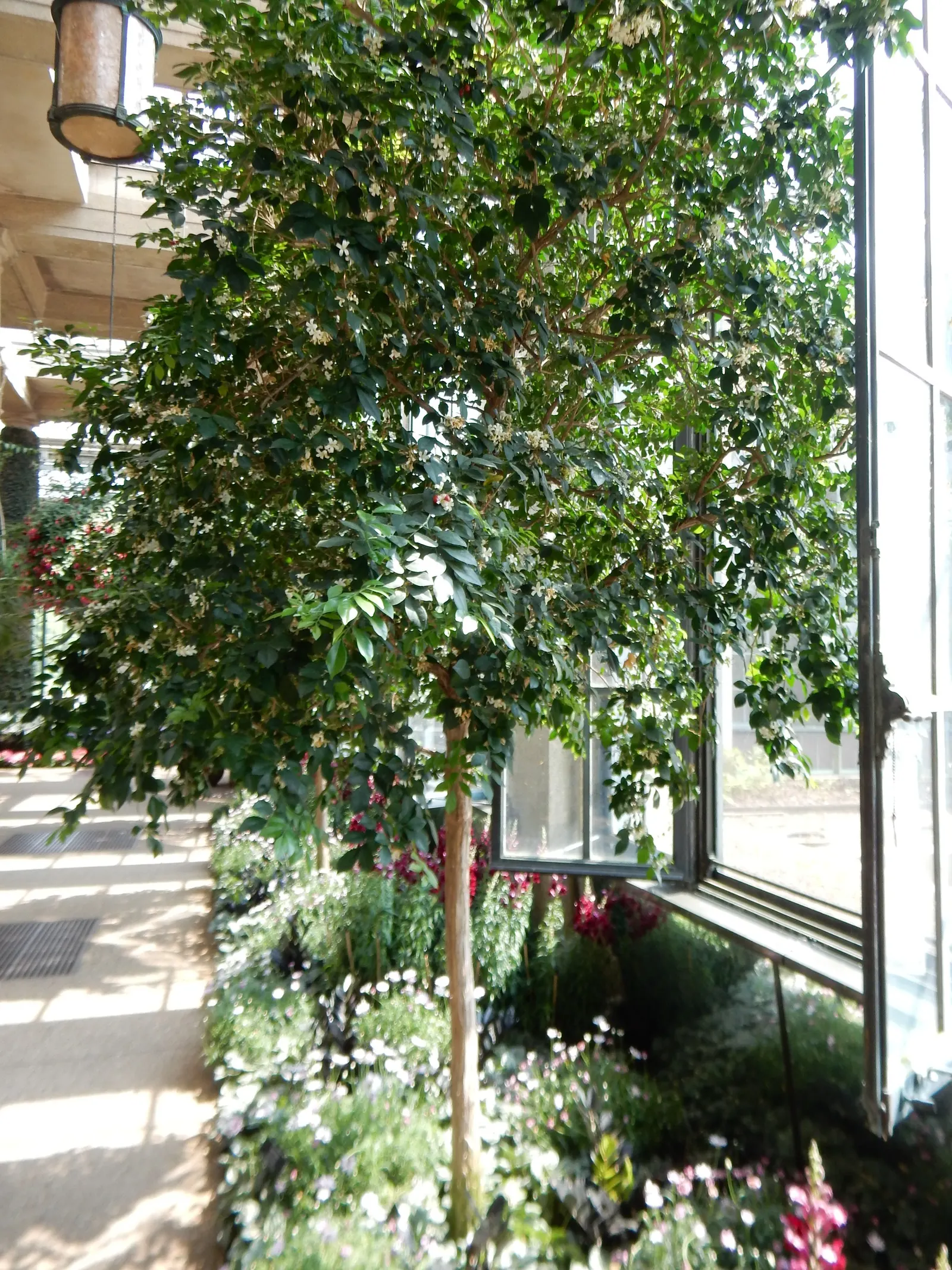 Orange Jessamine (Murraya Paniculata) — a standout evergreen shrub in any ornamental garden