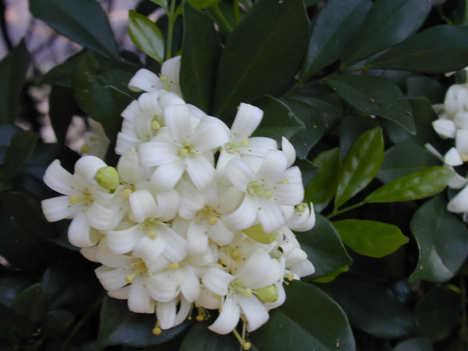 Orange Jessamine (Murraya Paniculata) — commonly called Orange Jessamine; thriving in USDA zones 9-11, it generally reaches 8-12 feet in height and, image 51
