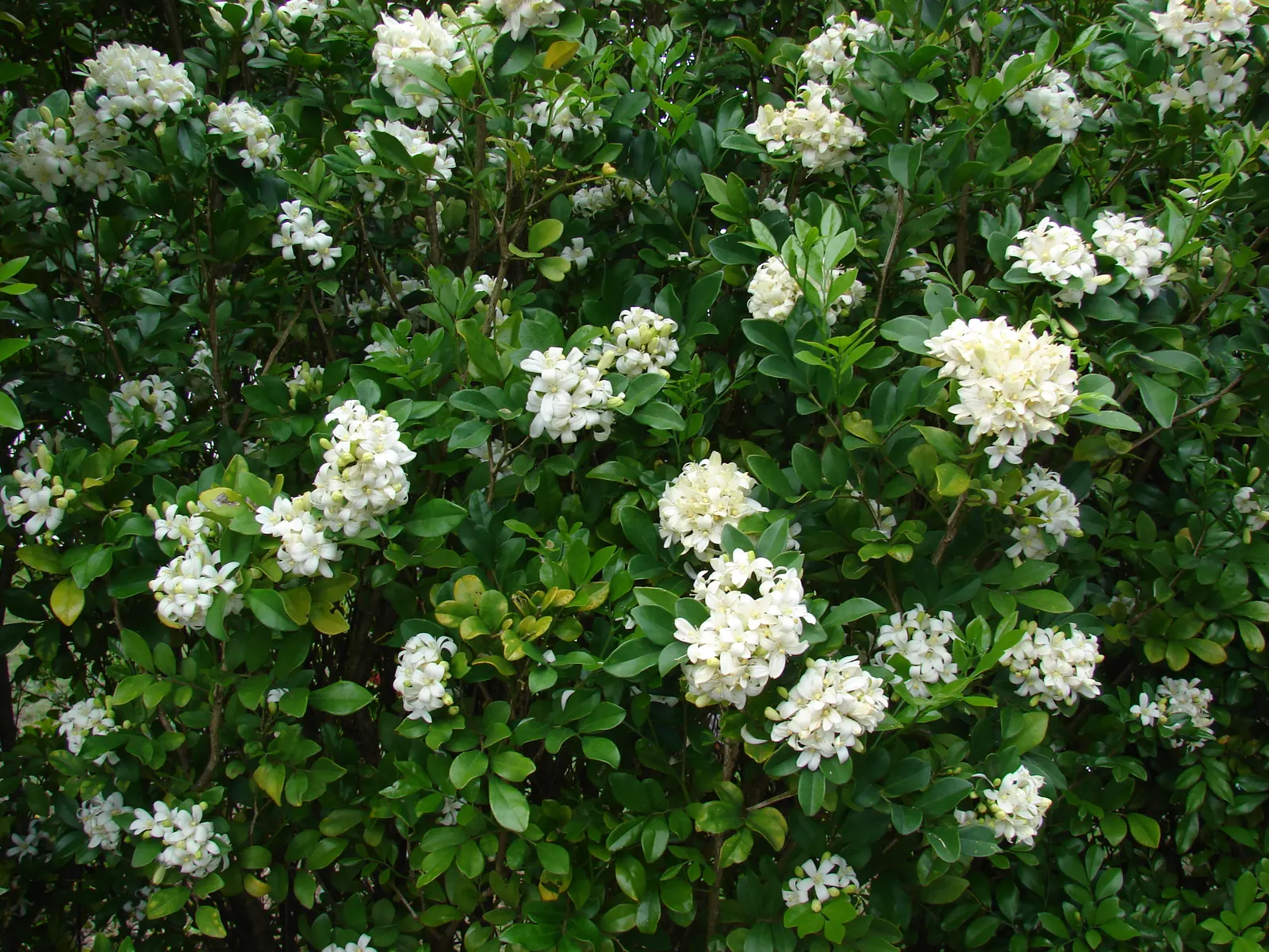 Orange Jessamine (Murraya Paniculata) — the Orange Jessamine creates a dense; full sun to partial shade and well-drained soil are best for optimal, image 62