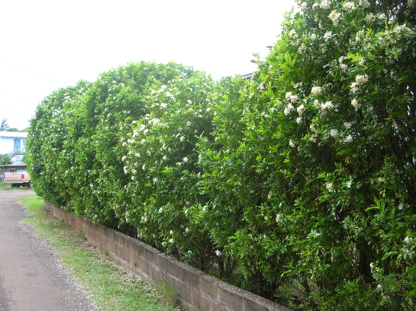 Orange Jessamine (Murraya Paniculata) — thereby adding to the biodiversity of the garden setting