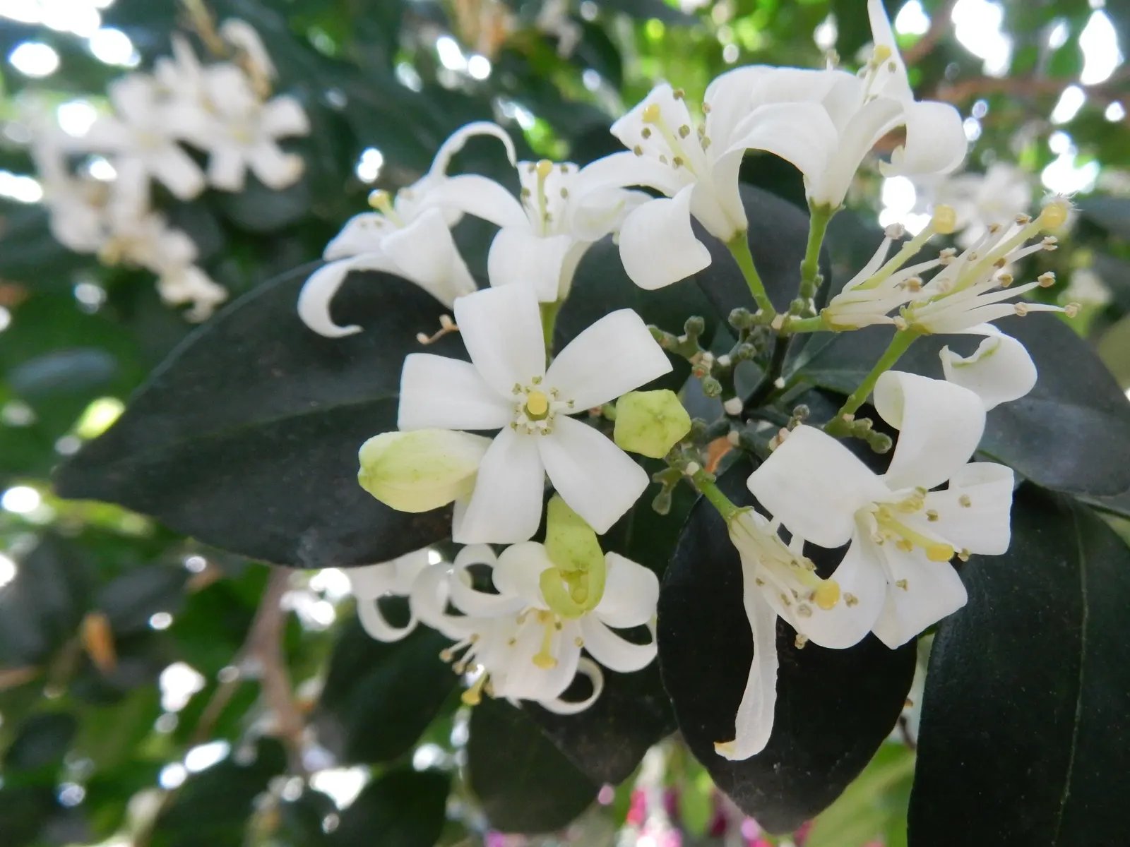 Orange Jessamine (Murraya Paniculata) — is an evergreen shrub renowned for its glossy; with a comparable width of 6 to 8 feet, image 52