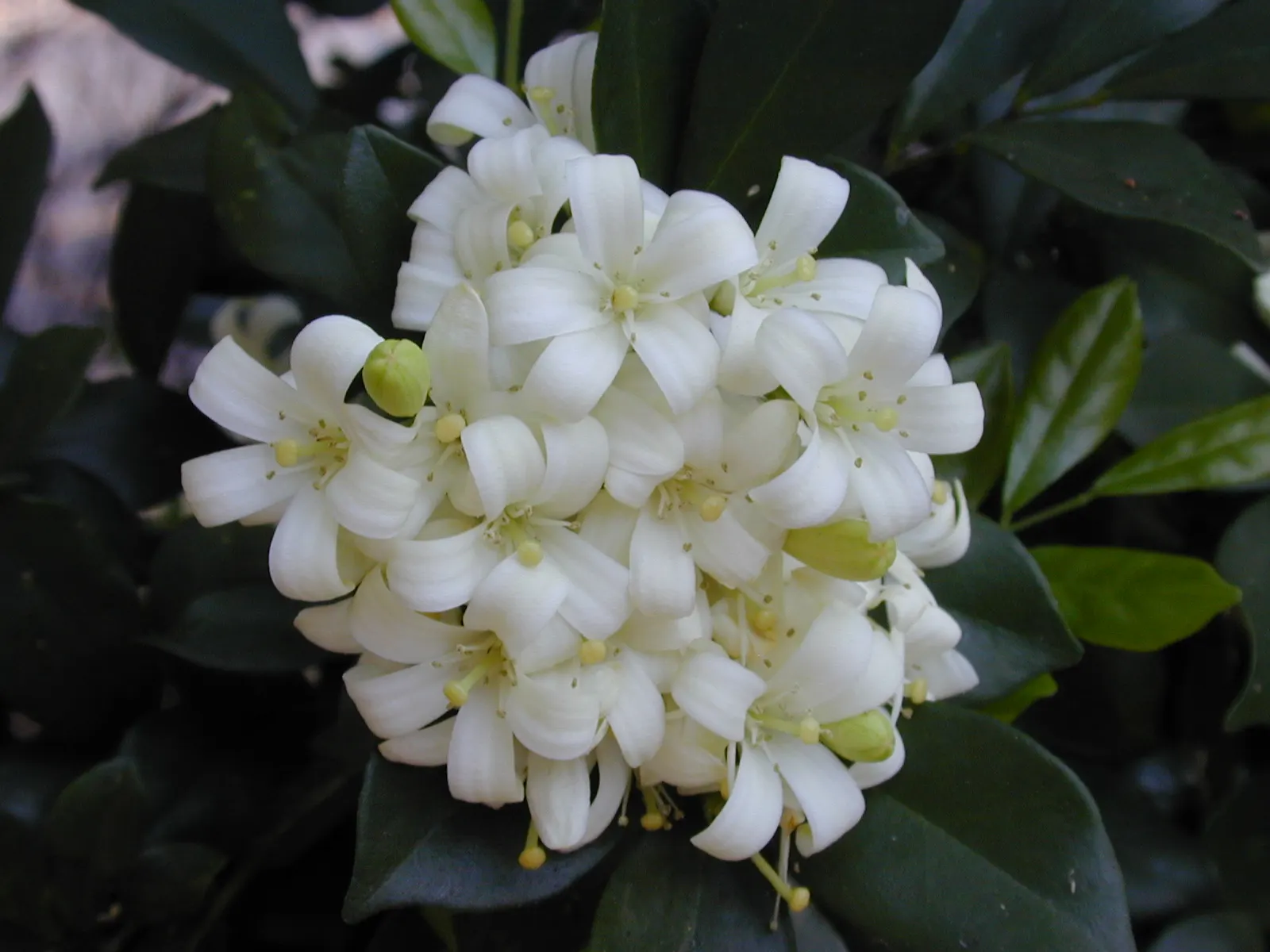 Orange Jessamine (Murraya Paniculata) — Its dense, compact growth habit makes it ideal for hedges or privacy screens; the Orange Jessamine (Murraya, image 80