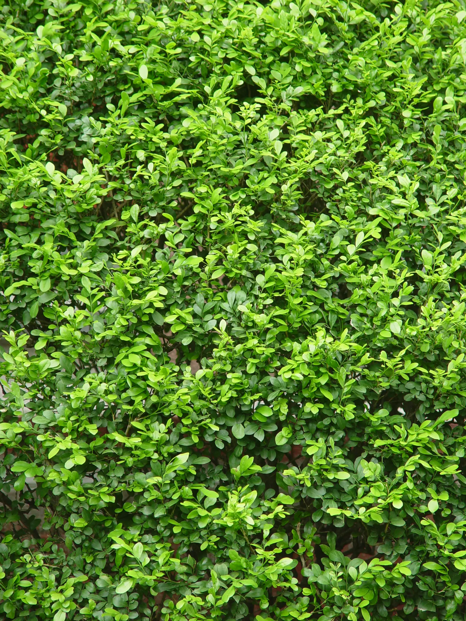 Orange Jessamine (Murraya Paniculata) — orange-blossom-like fragrance when crushed or brushed