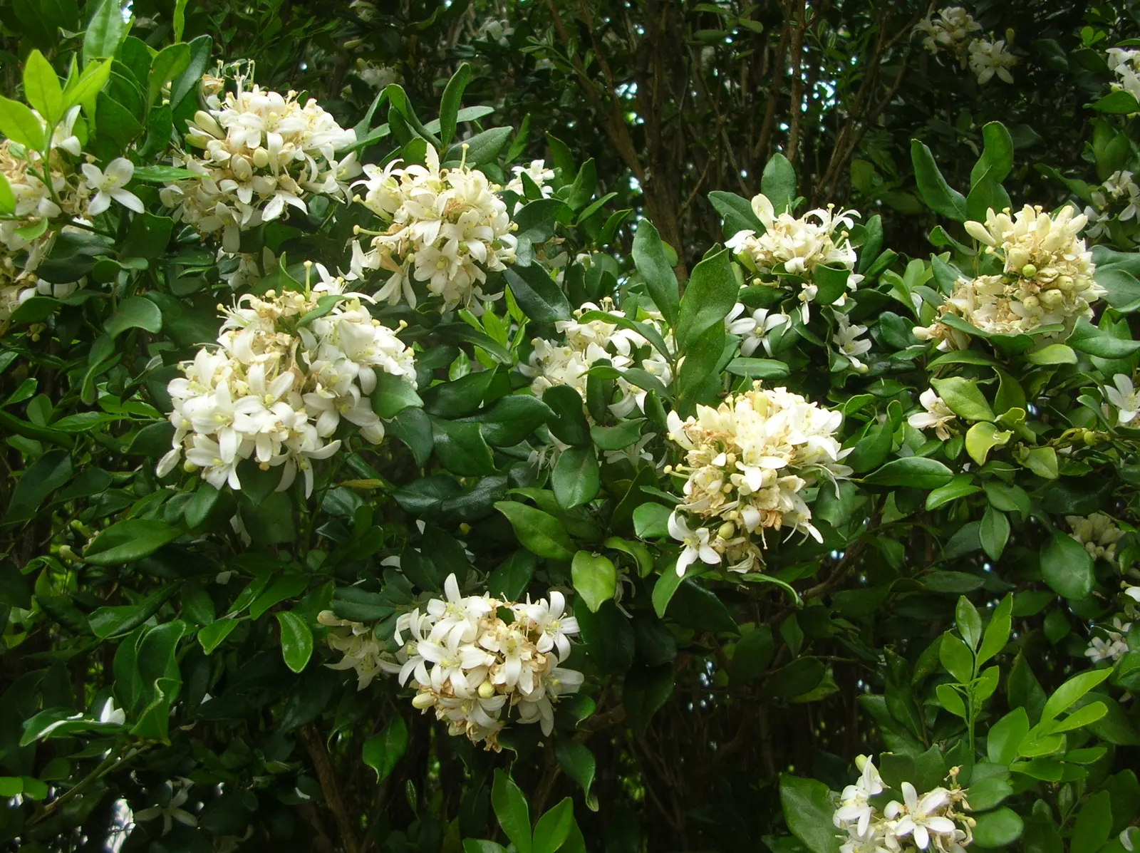 Orange Jessamine (Murraya Paniculata) — Pruning can be performed to maintain desired shape and size