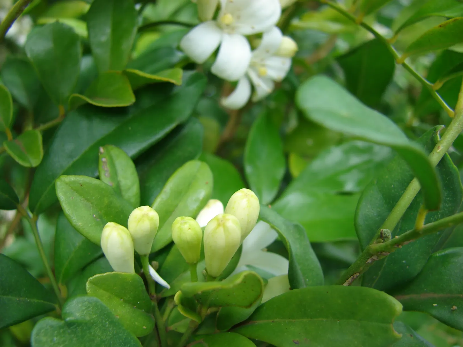 Orange Jessamine (Murraya Paniculata) — Pruning can be performed to maintain desired shape and size; allowing for design flexibility in various landscape
