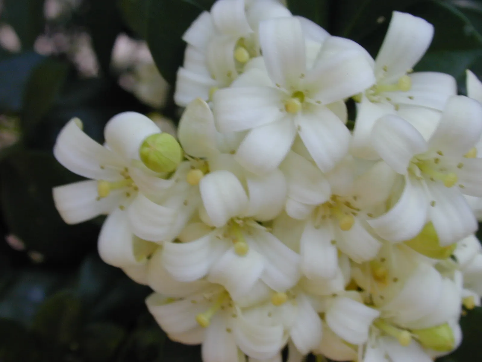 Orange Jessamine (Murraya Paniculata) — Caution is advised as all parts of the plant are toxic if ingested; which is highly attractive to bees and, image 71