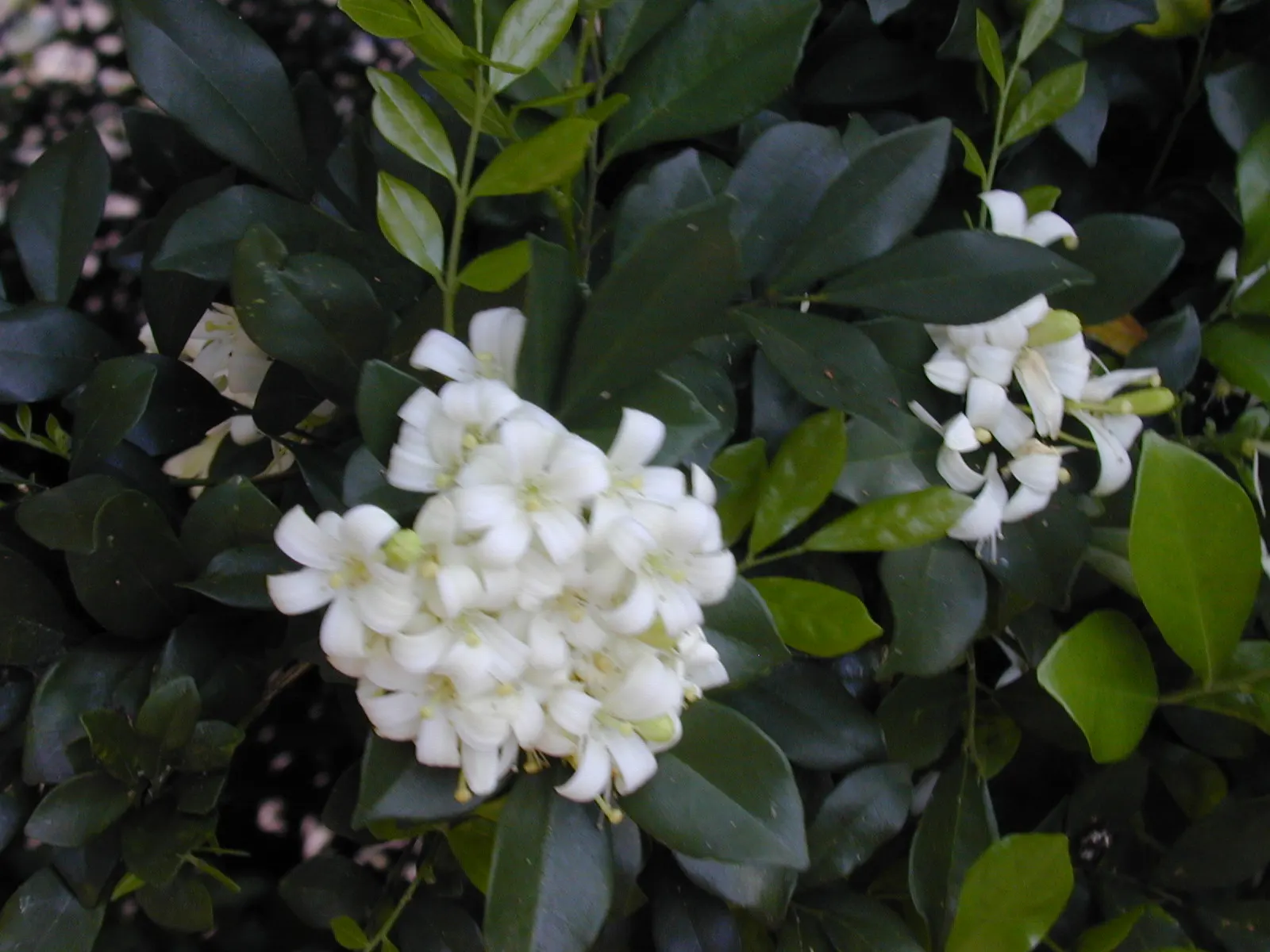 Orange Jessamine (Murraya Paniculata) — the Orange Jessamine creates a dense; full sun to partial shade and well-drained soil are best for optimal, image 87